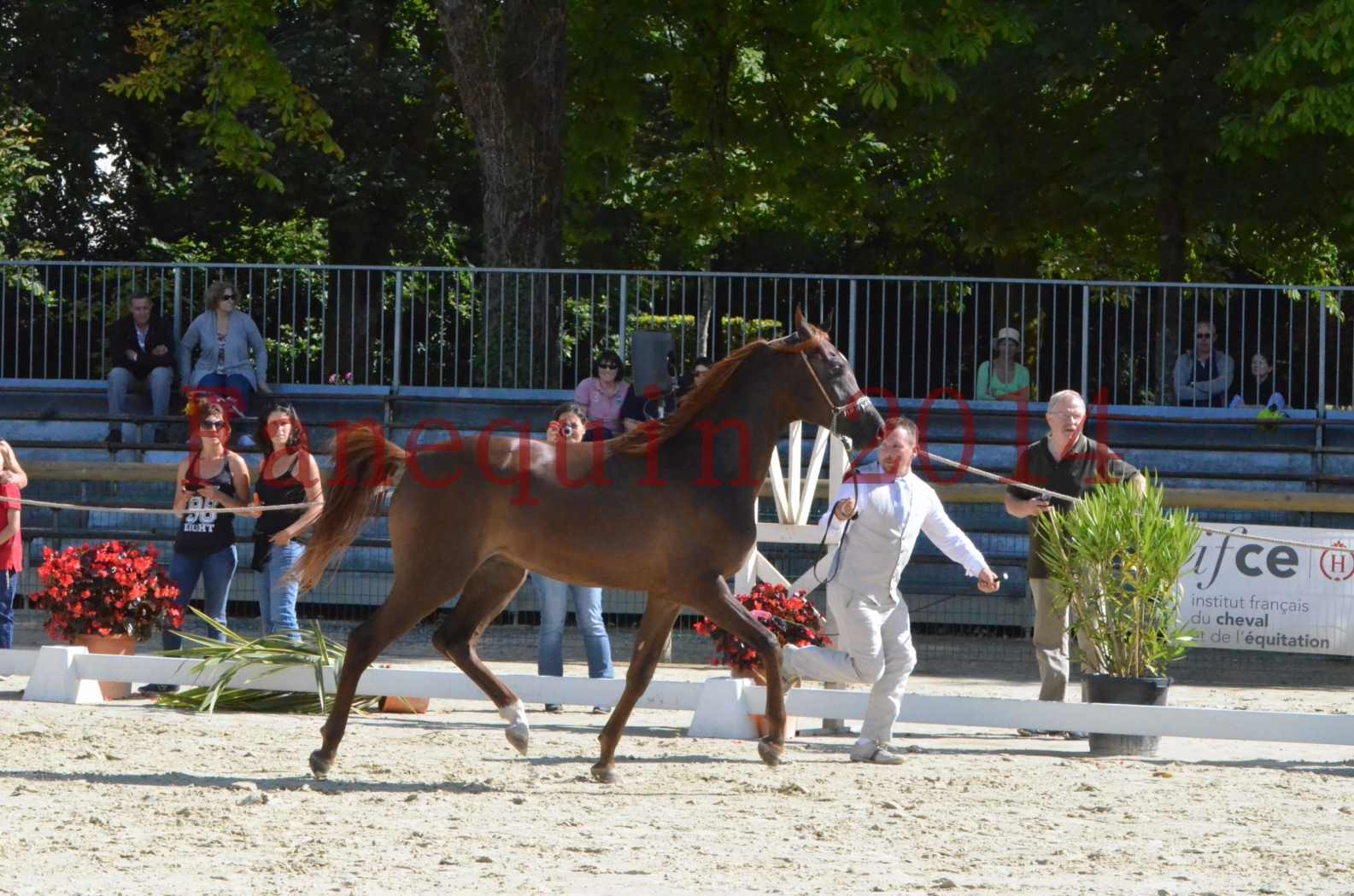 Championnat de FRANCE 2014 - Amateurs - LAMAL - 01