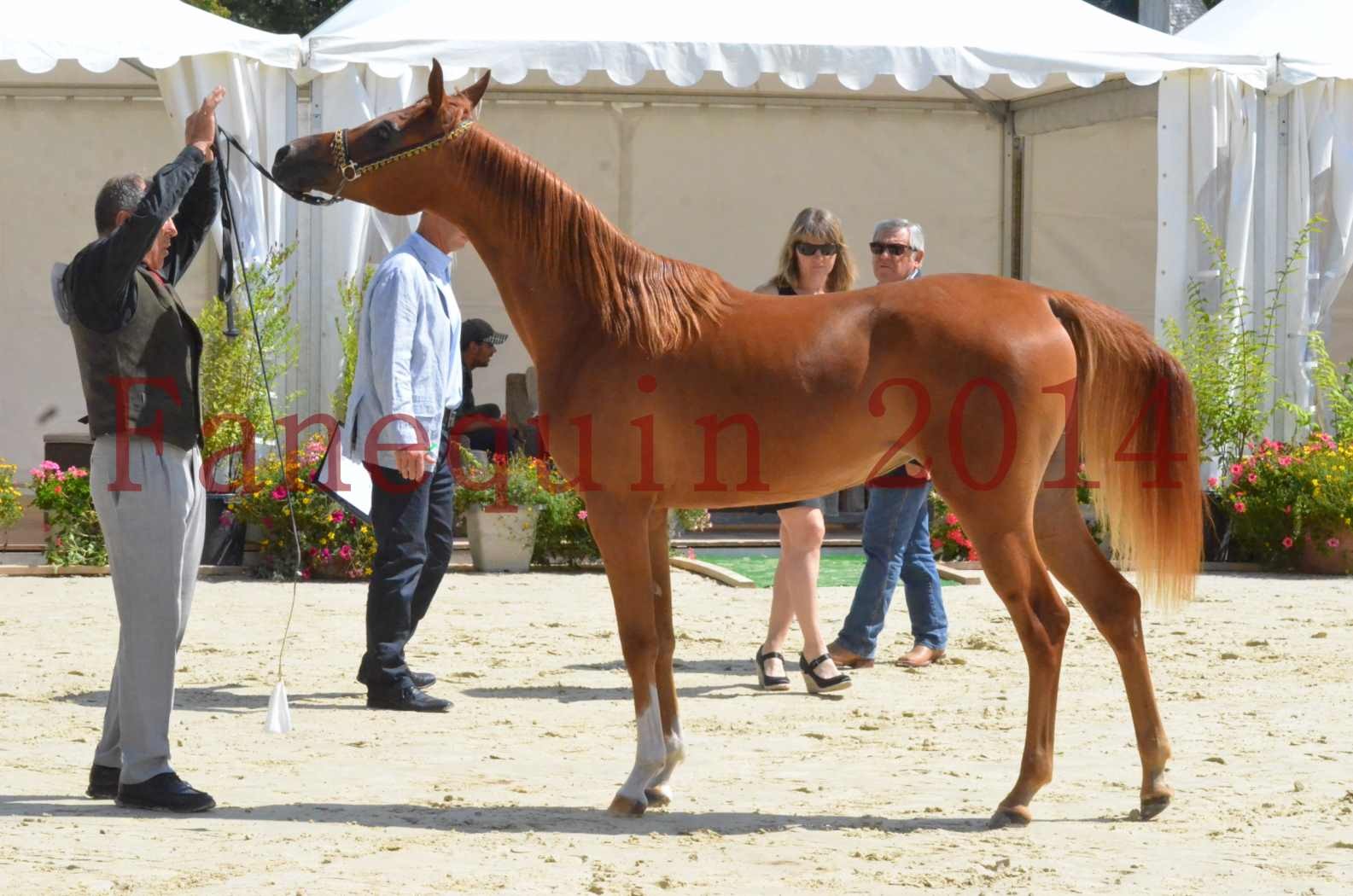 Championnat de FRANCE 2014 - Amateurs - SH CALLAS BINT ARMANI - 39