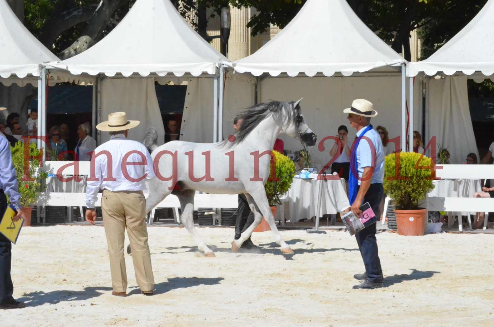 Concours National de Nîmes de chevaux ARABES 2014 - Sélection - SHAOLIN DE NEDJAIA - 67