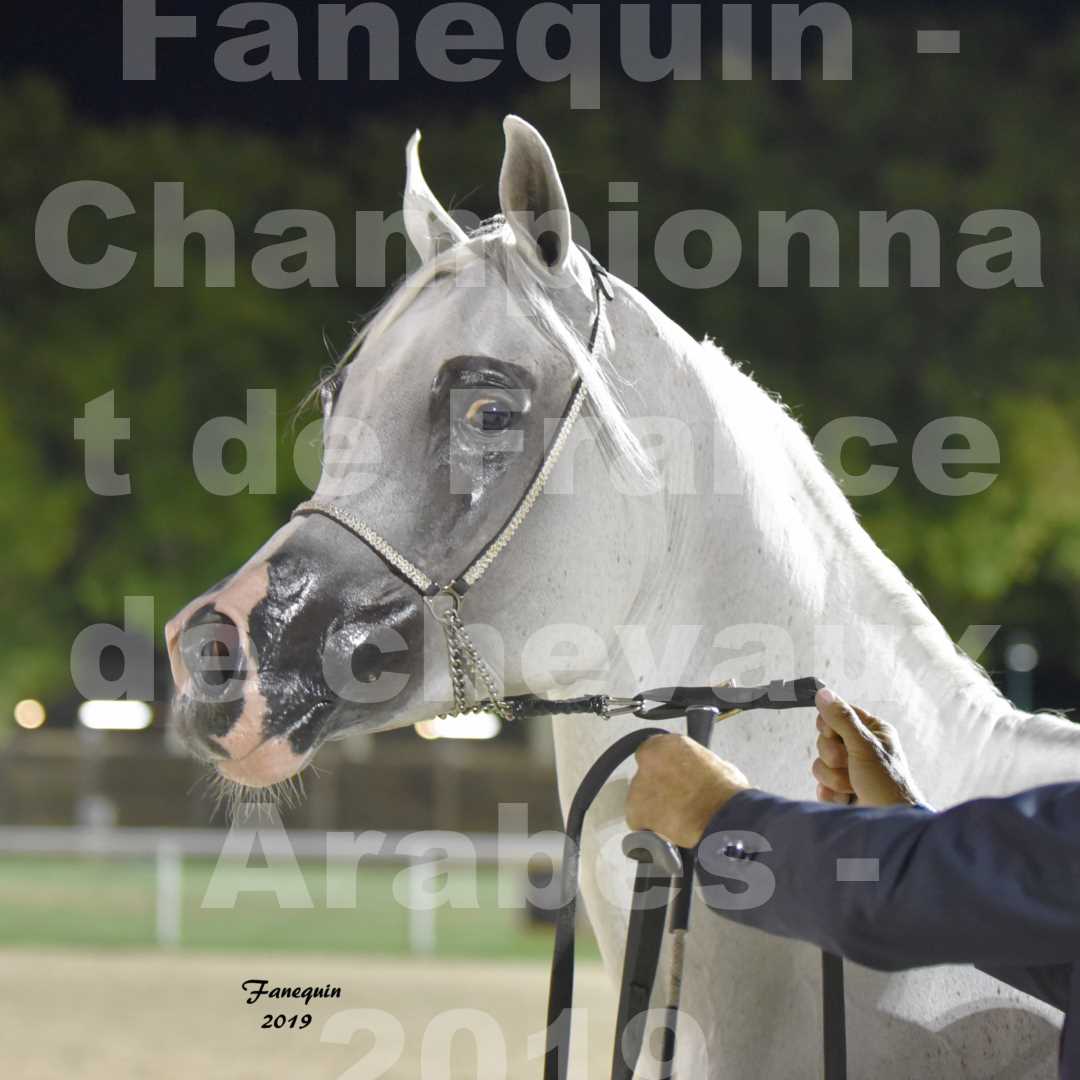 Championnat de France des chevaux Arabes en 2019 à VICHY - SHAMS EL ASHIRAF - Portraits - 6