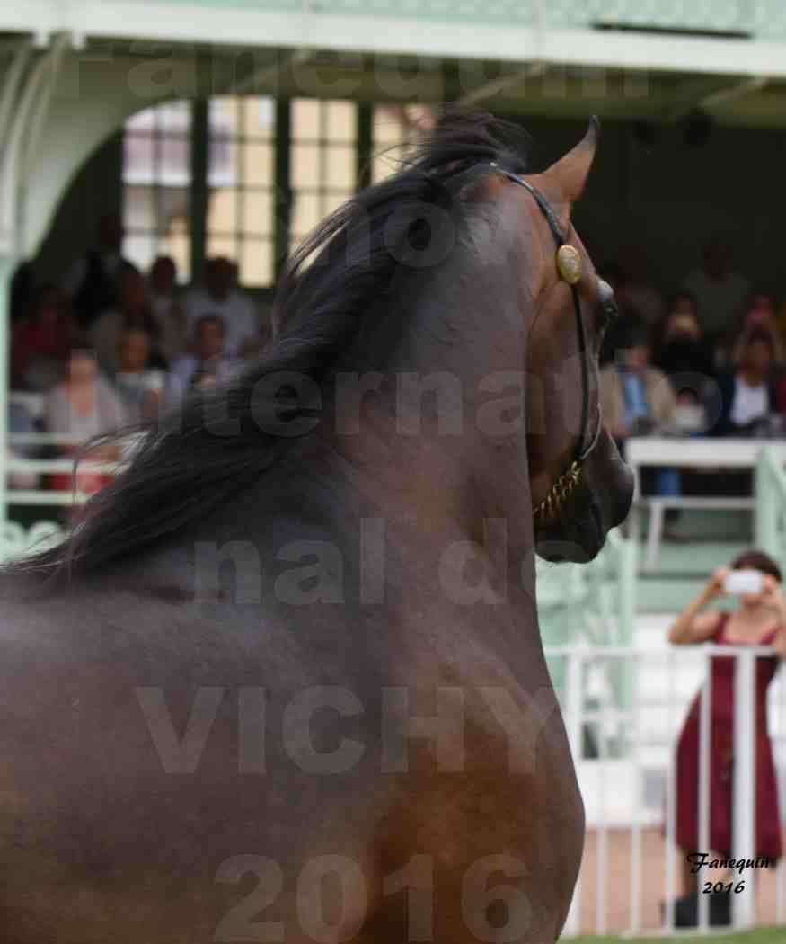 International Arabian Horse Show B de VICHY 2016 - MILLIAR - Notre Sélection - Portraits - 2