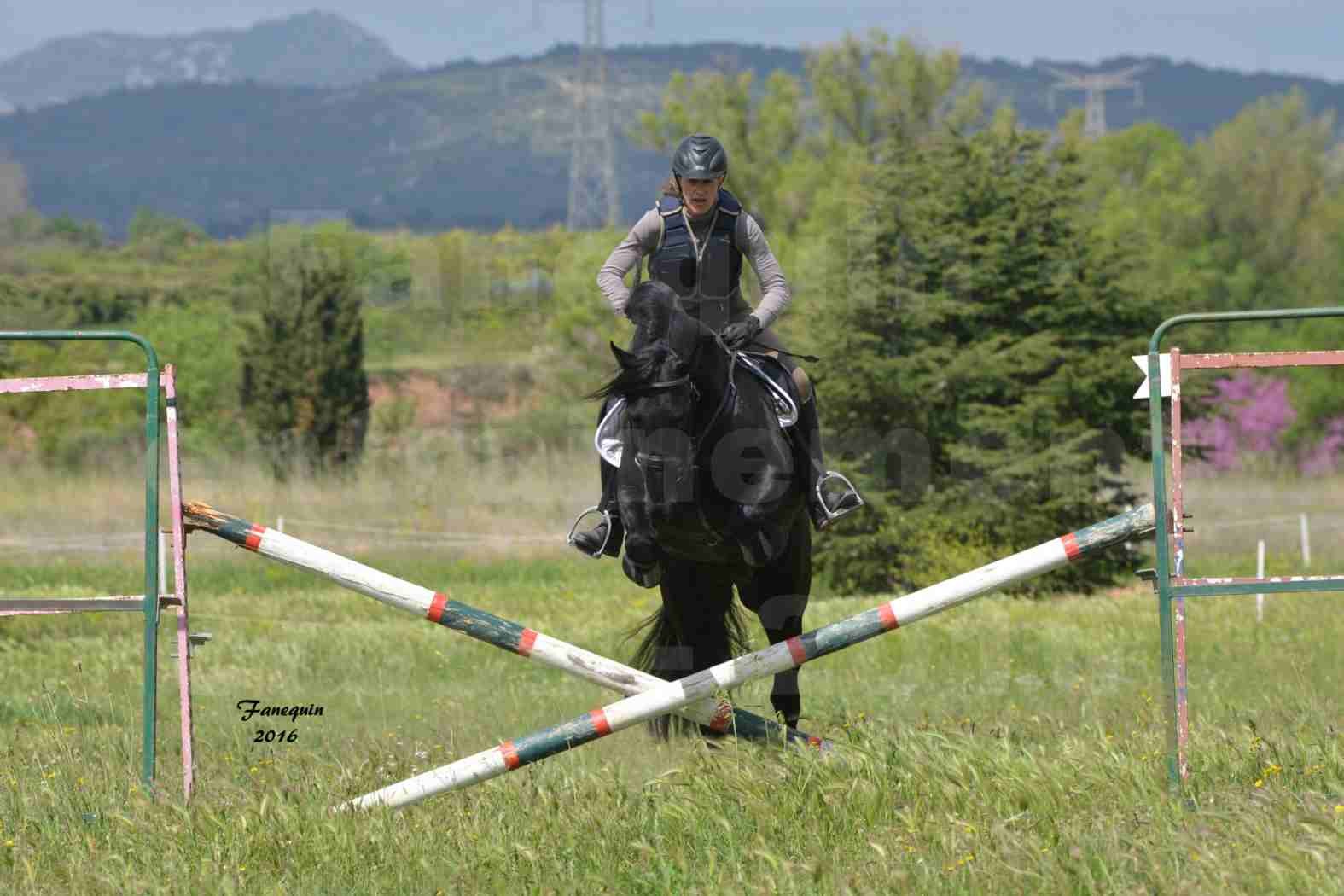 Elevage ARABOFRISON de Noémie CHARNAY - Étalon ARABOFRISON - ARDAN DU BELIER - 06