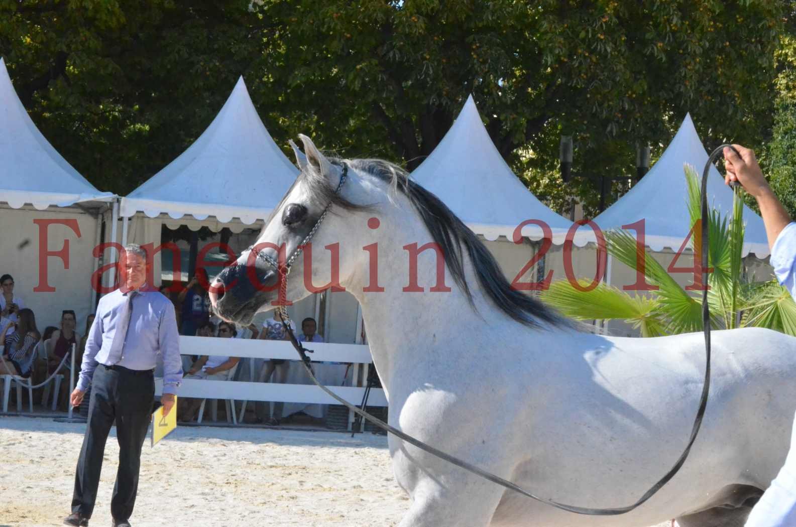 Concours National de Nîmes de chevaux ARABES 2014 - Championnat - SHAOLIN DE NEDJAIA - 33