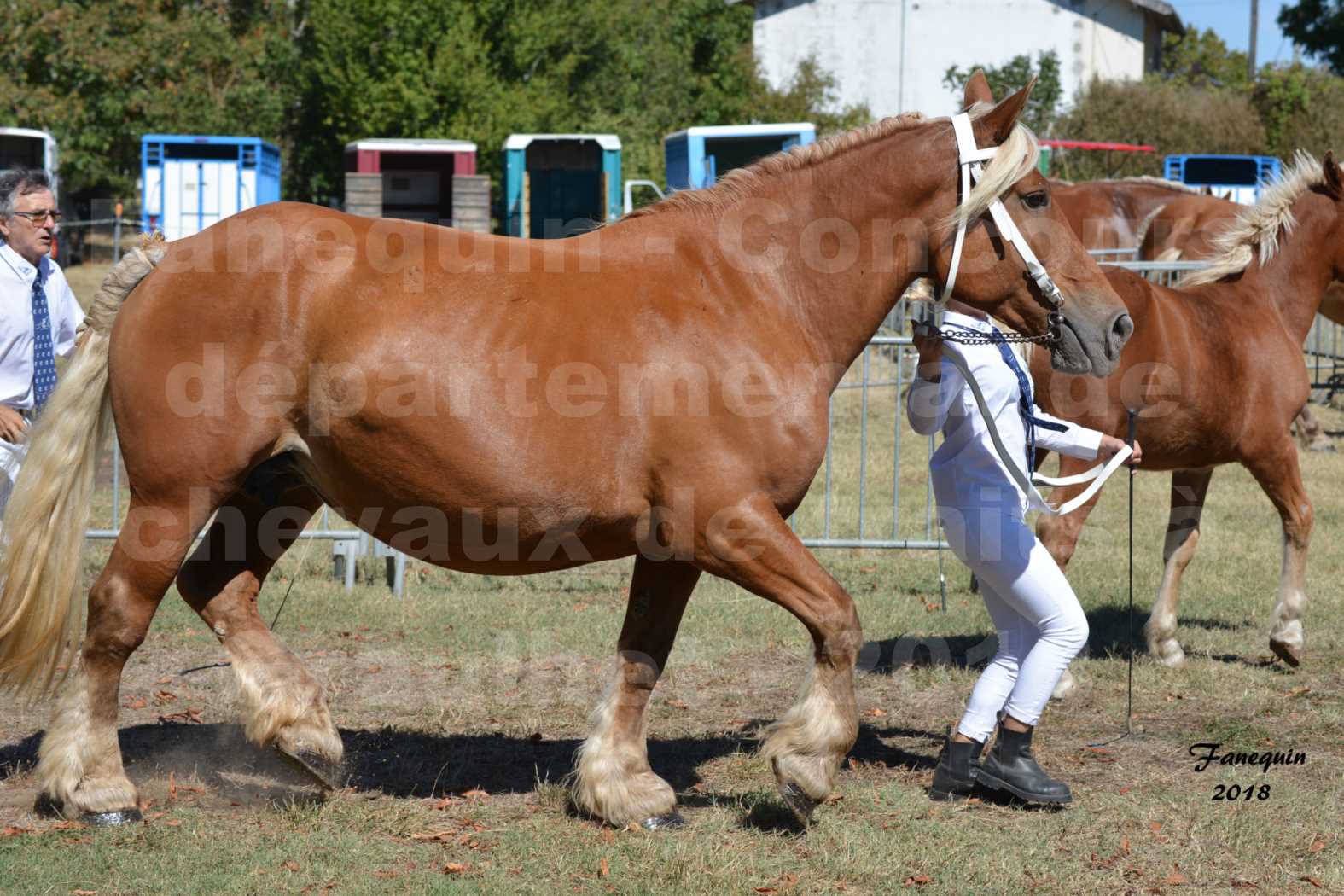 Concours départemental de chevaux de traits à GRAULHET en 2018 - Elevage POUJADE - Notre Sélection - 18