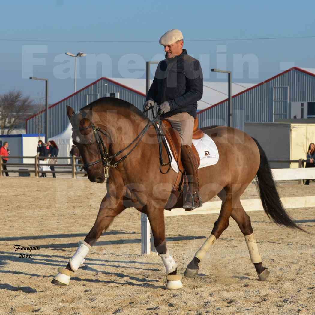 Cheval Passion 2016 - Présentation des LUSITANIENS - Échauffement extérieur -  4