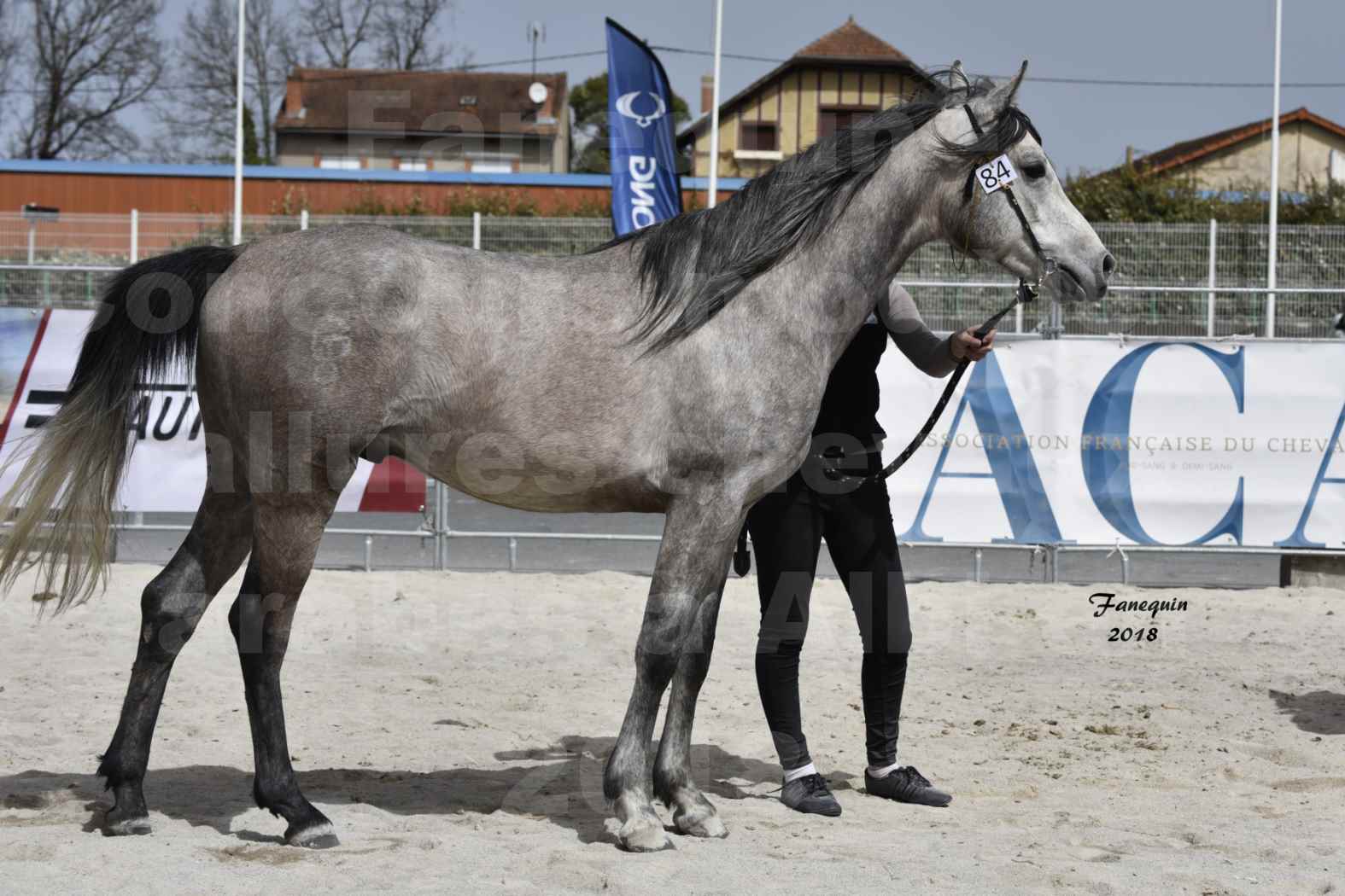 Concours d'élevage de Chevaux Arabes - D. S. A. - A. A. - ALBI les 6 & 7 Avril 2018 - FLORAC LARZAC - Notre Sélection - 7