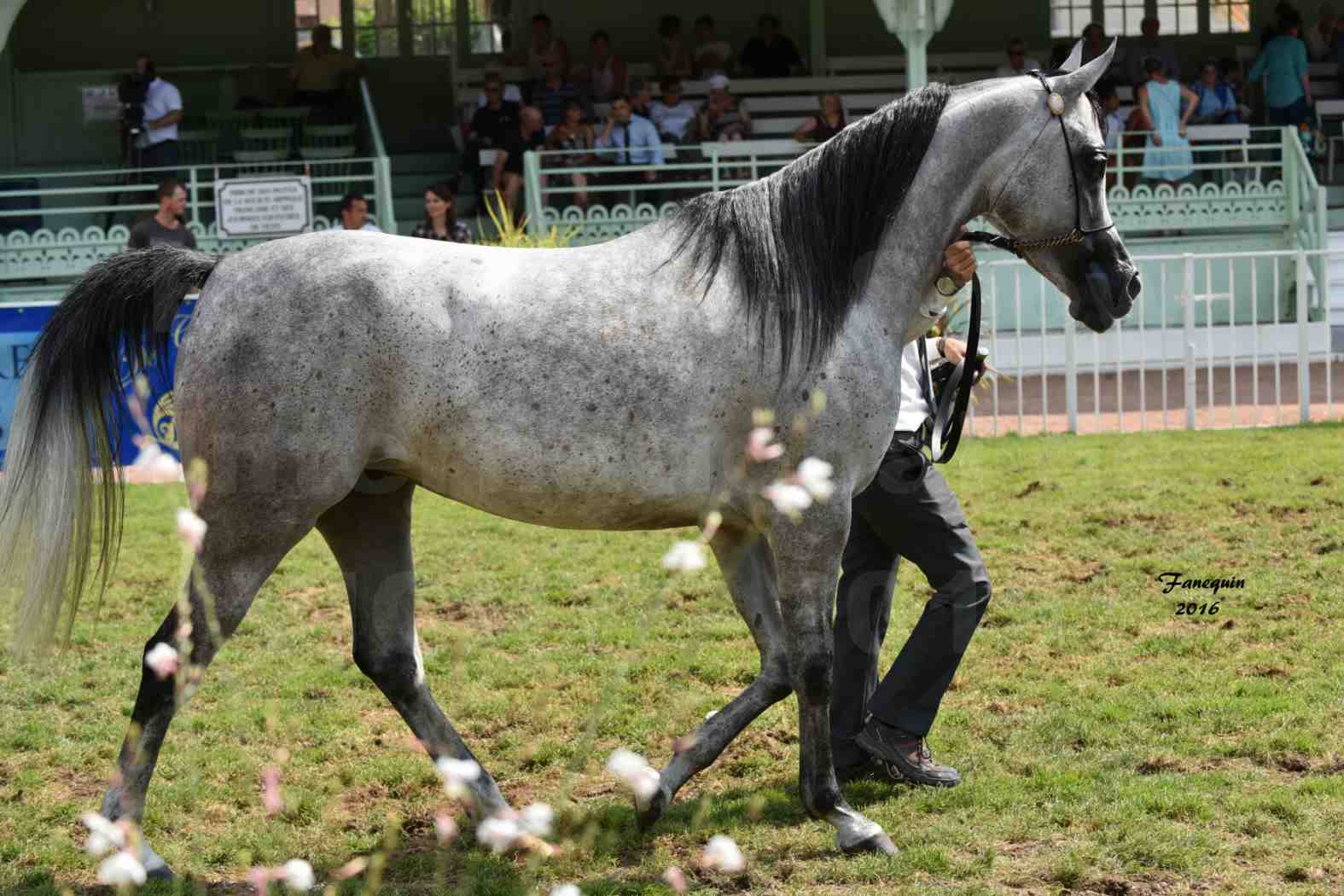 International Arabian Horse Show B de VICHY 2016 - ISABELLA - Notre Sélection - 01