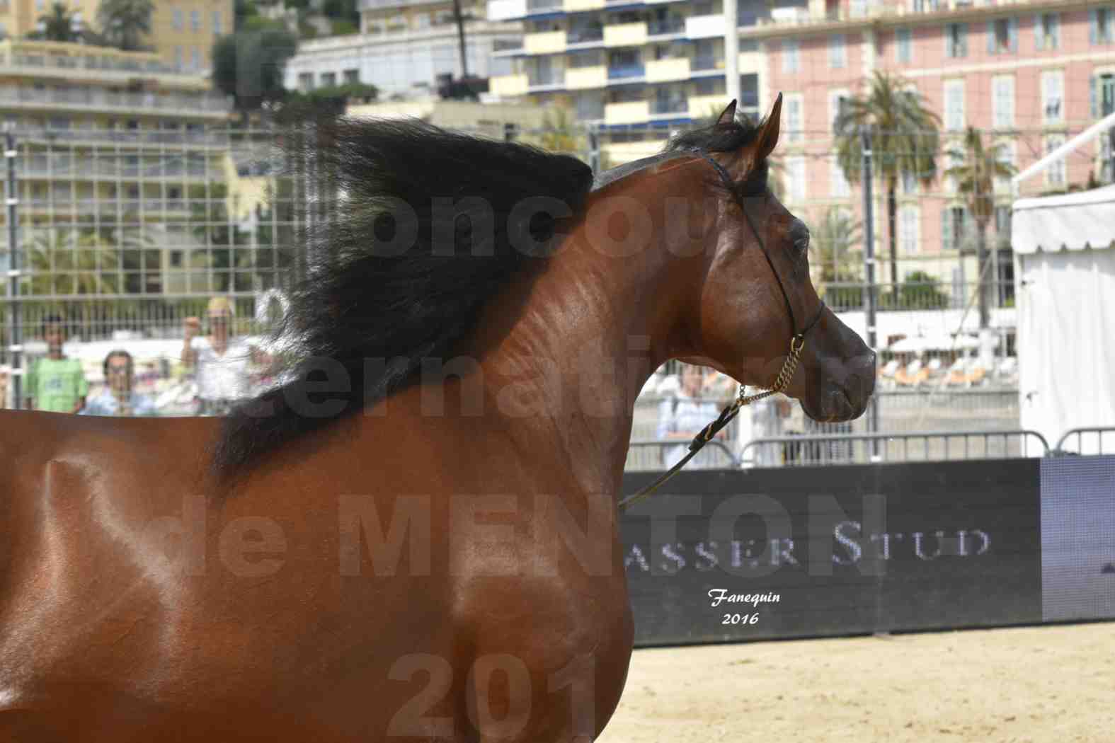 Championnat du pur-sang arabe de la Méditerranée et des pays arabes - MENTON 2016 - GALLARDO J - Notre Sélection - Portraits - 5