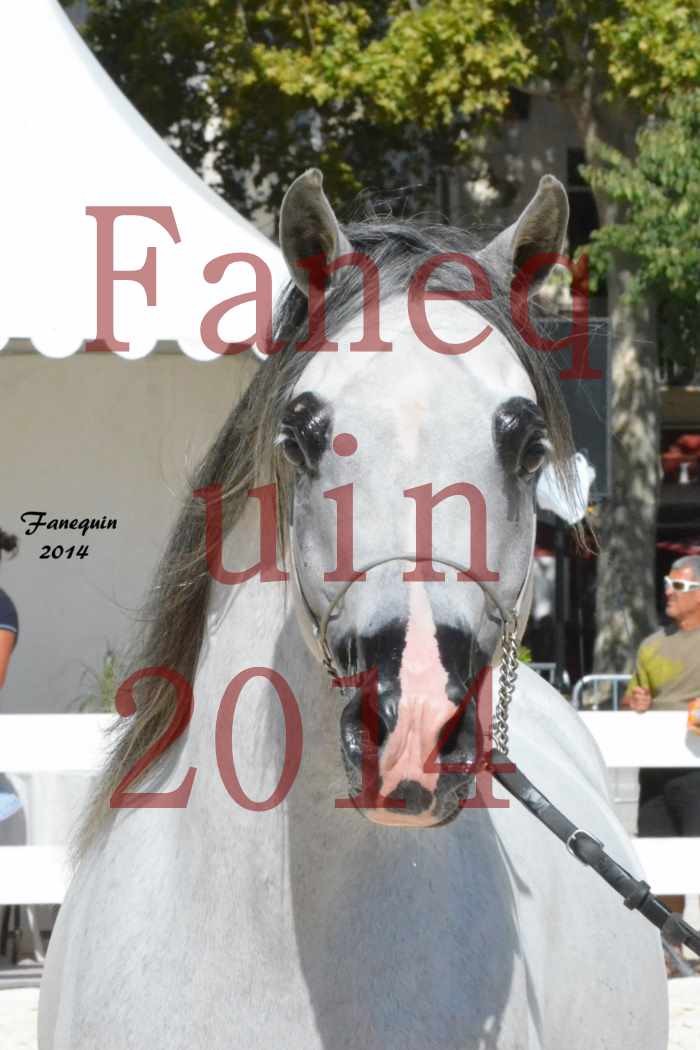 Concours National de Nîmes de chevaux ARABES 2014 - Notre Sélection - Portraits - SHAOLIN DE NEDJAIA - 01