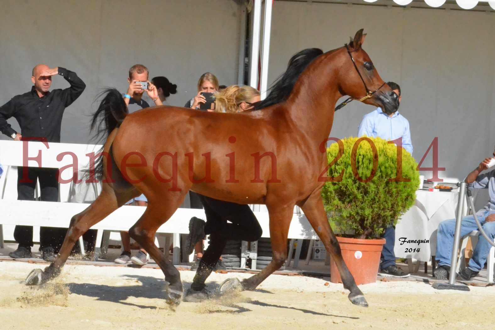 Concours National de Nîmes de chevaux ARABES 2014 - Notre Sélection - ABHA TALAWA - 3