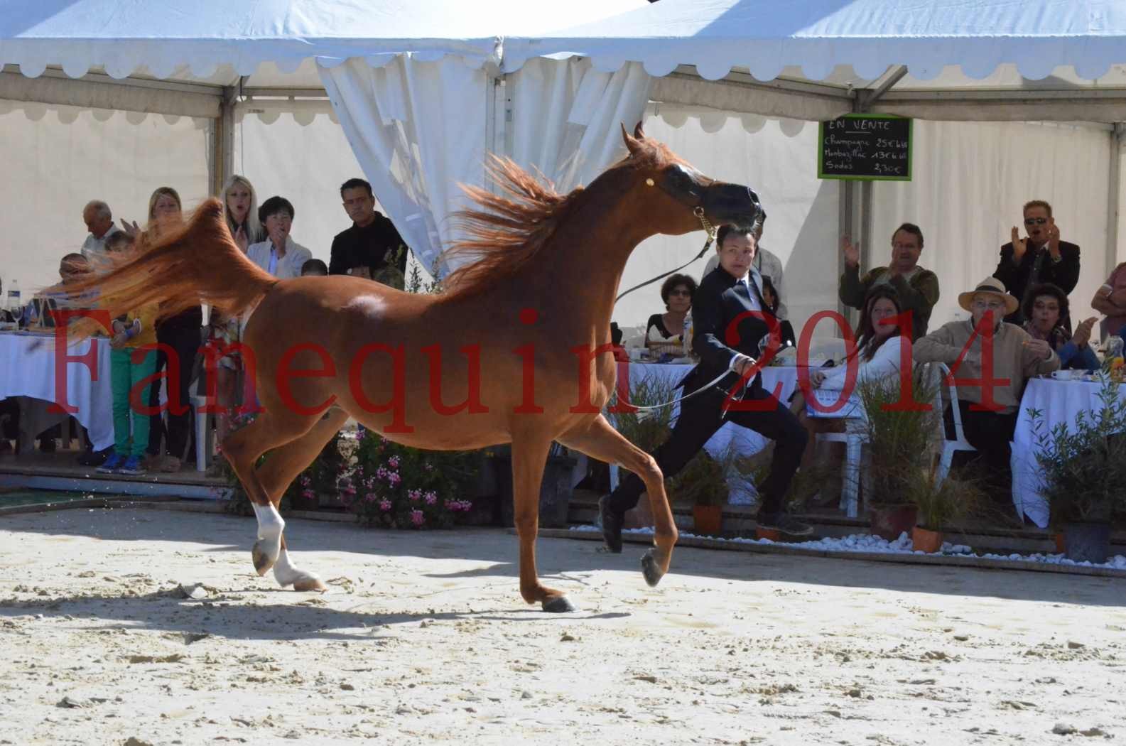 ﻿CHAMPIONNAT DE FRANCE 2014 A POMPADOUR - Sélection - KINSHASA JA - 42