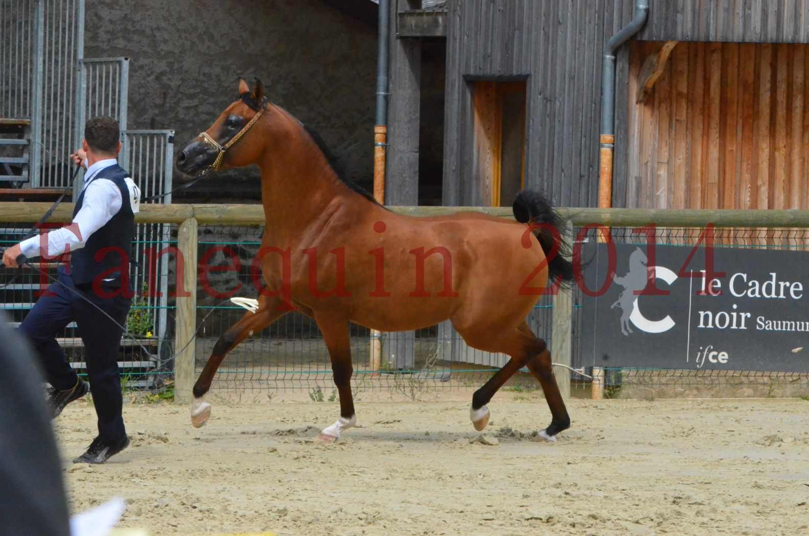 CHAMPIONNAT DE FRANCE 2014 A POMPADOUR - KOHINOUR DE CARTHEREY - 40