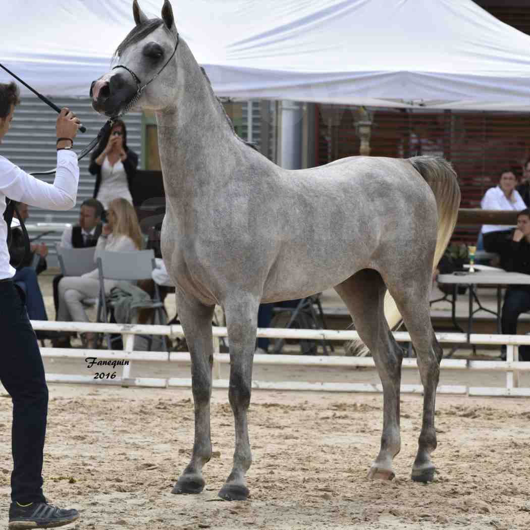 Show national de chevaux arabe à CHAZEY sur AIN - ANWAR ISHANE - 5