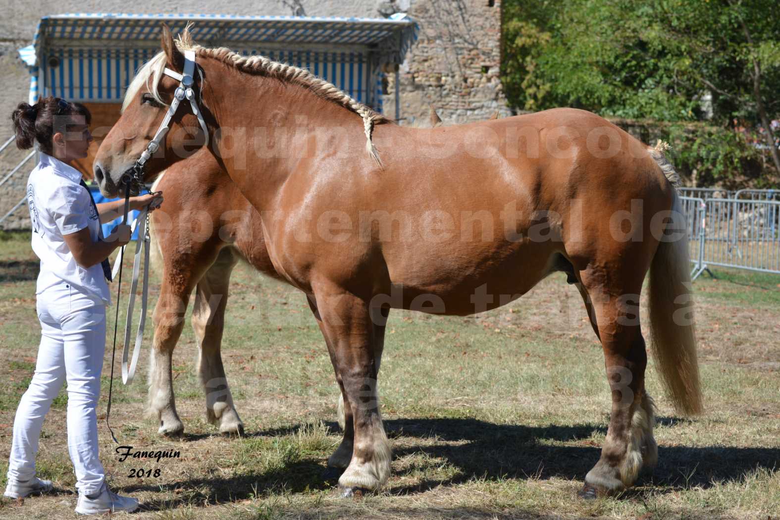 Concours départemental de chevaux de traits à GRAULHET en 2018 - Elevage POUJADE - Notre Sélection - 10