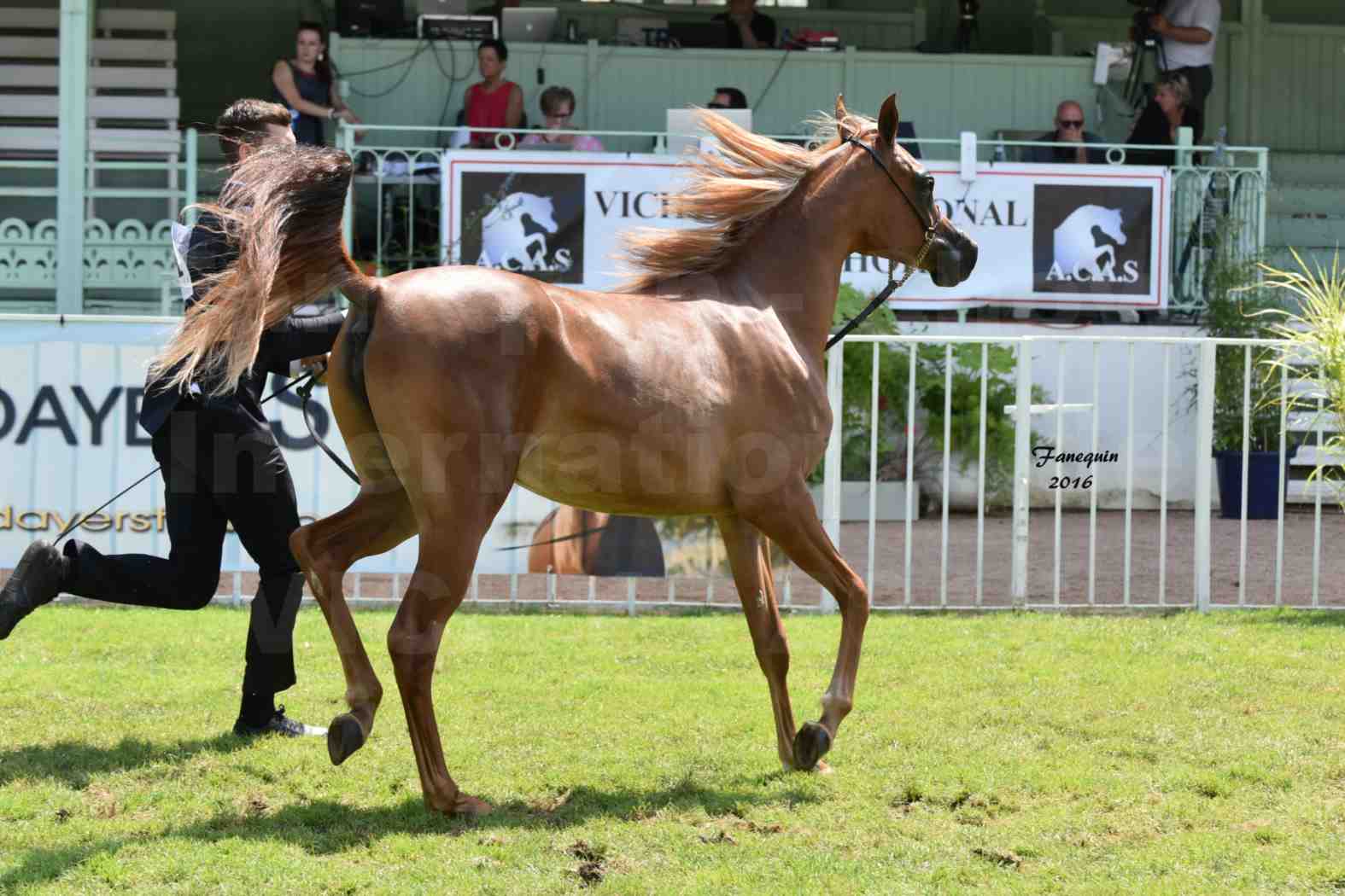 International Arabian Horse Show B de VICHY 2016 - JA FALAENE - Notre Sélection - 04