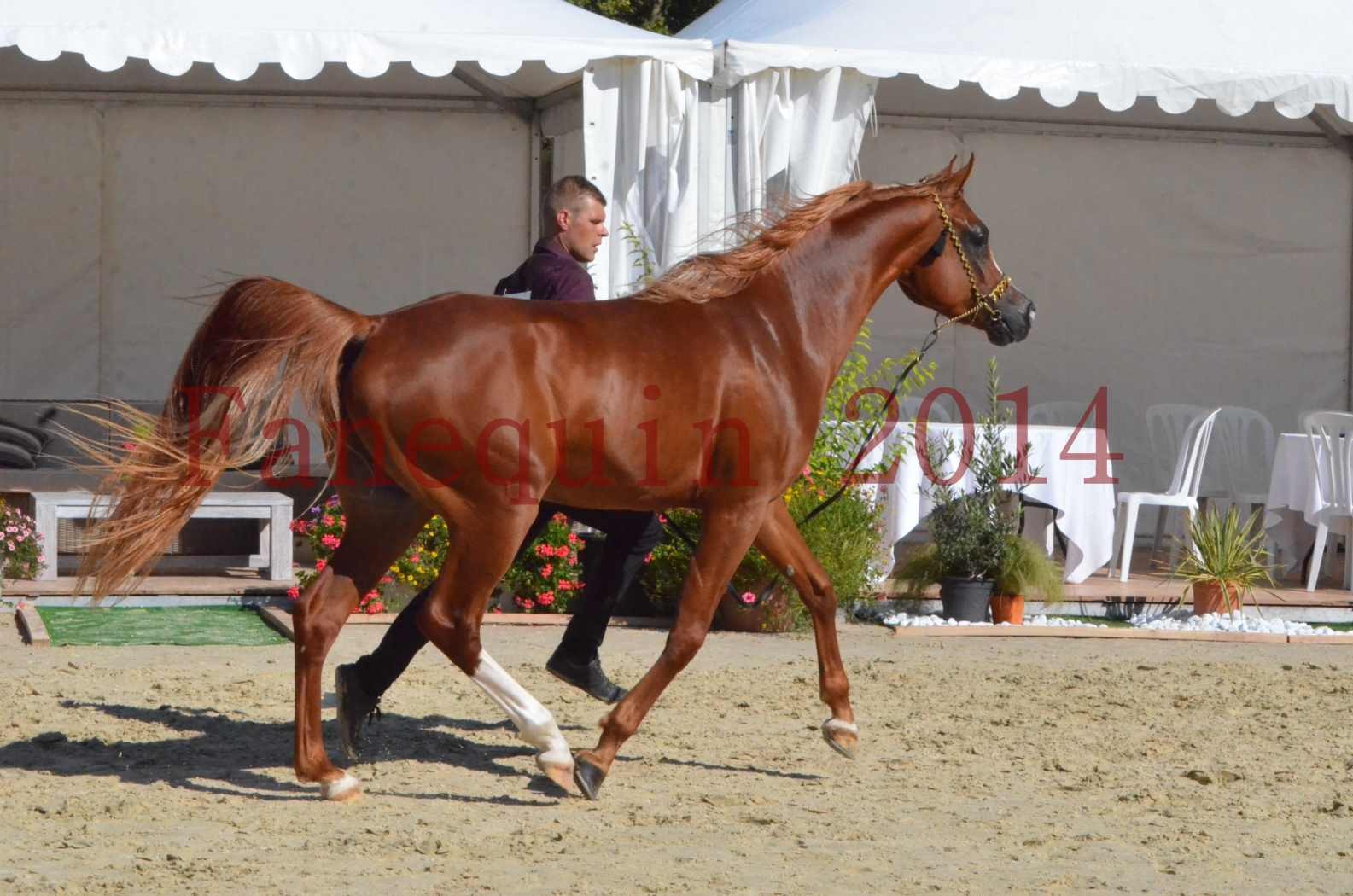 Championnat de FRANCE 2014 - Amateurs - SELECTO IBN SAMAWI - 047