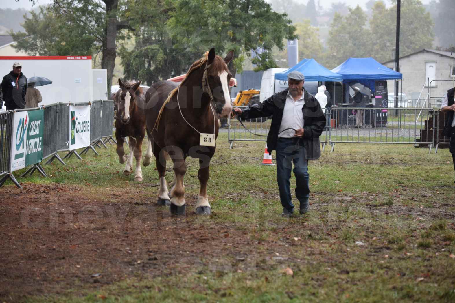 Concours Régional de chevaux de traits en 2017 - Trait BRETON - Jument suitée - SISIE DE LA GLEVADE - 15