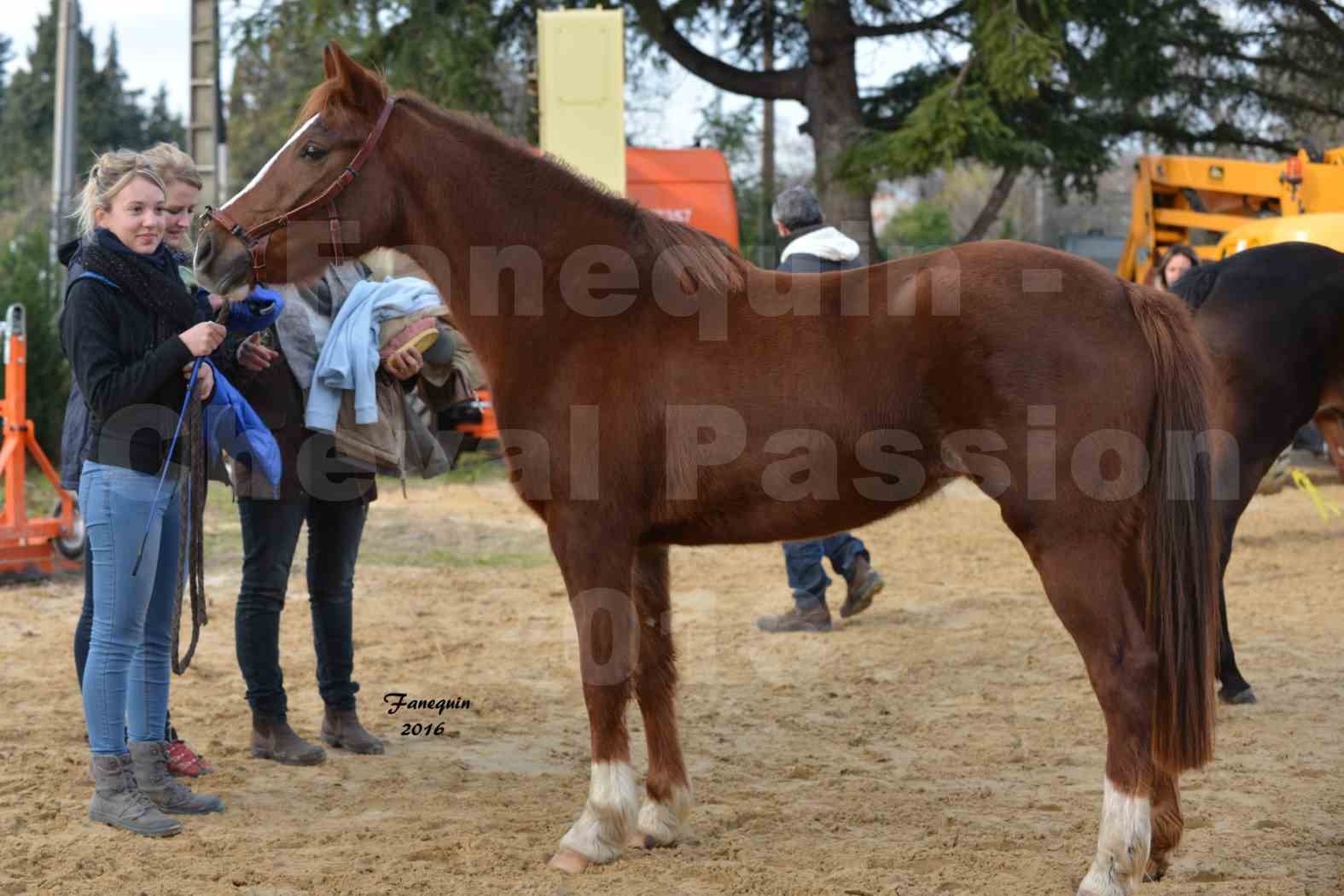 Cheval Passion 2016 - Portraits de Chevaux Arabes - élevage EL MAGLEP ARABIANS - 3