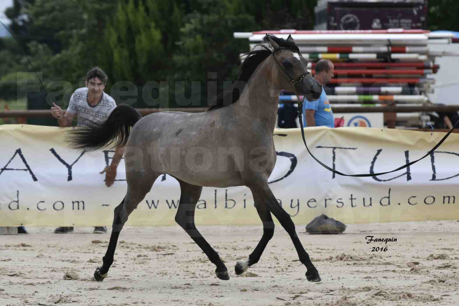 Show national de chevaux arabe de CHAZEY sur AIN - FALOUKA - 4