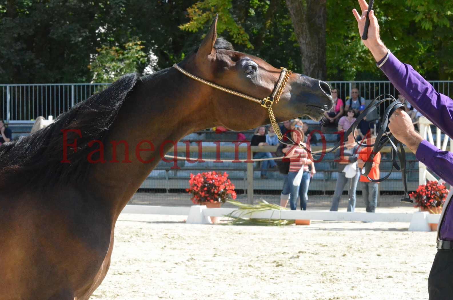 Championnat de FRANCE 2014 - Amateurs - SH FARAJAA - 49