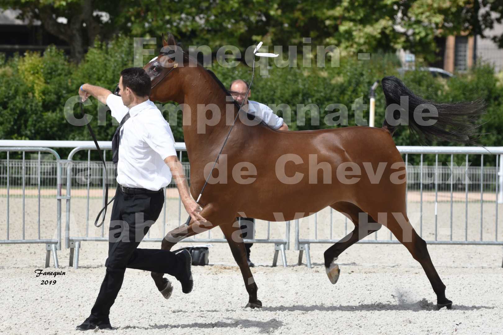 Championnat de France des chevaux Arabes en 2019 à VICHY - MADONNA J - 2