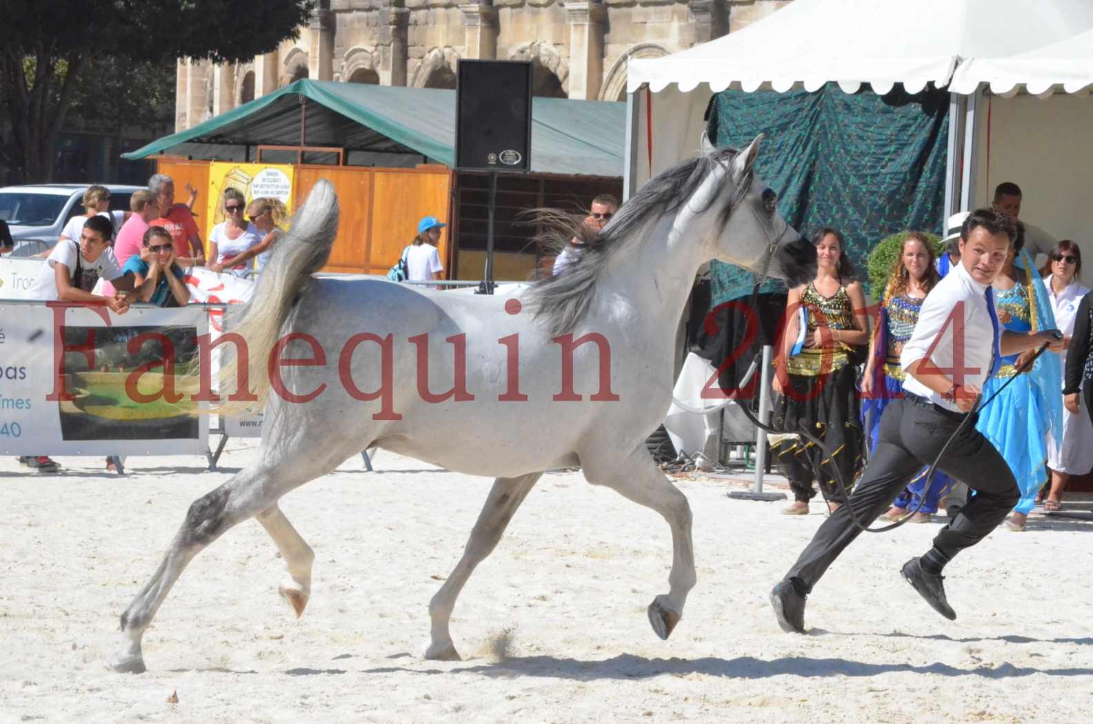 Concours National de Nîmes de chevaux ARABES 2014 - Sélection - SHAOLIN DE NEDJAIA - 61