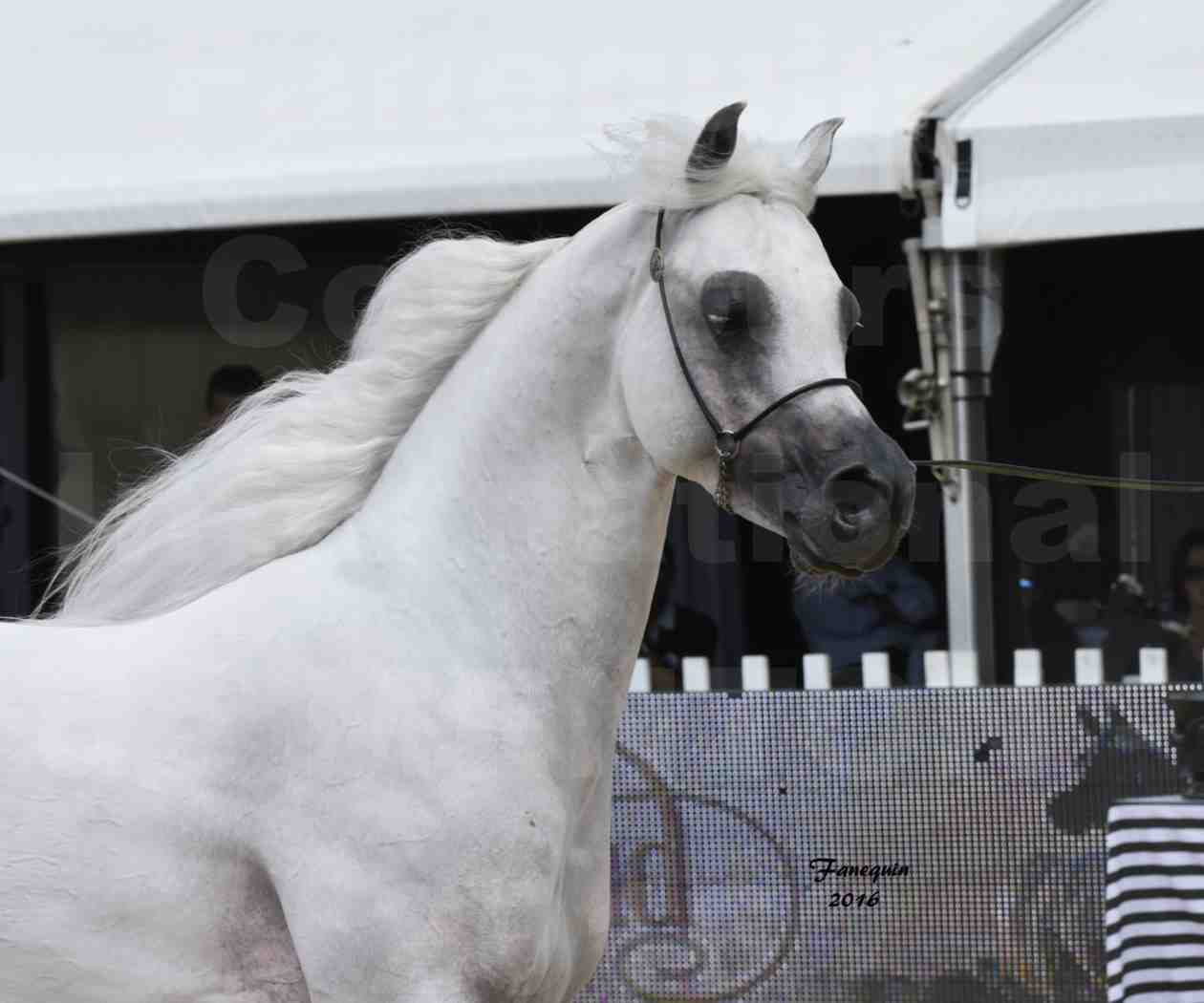 Show International de chevaux ARABES de MENTON 2016 - AJA ANGELO - Notre Sélection - Portraits - 10
