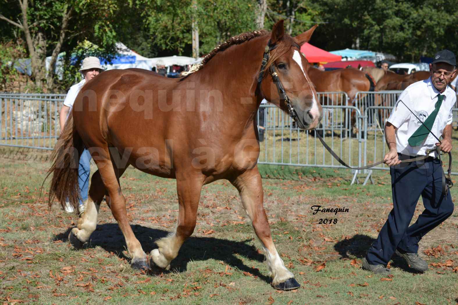 Fête du cheval à GRAULHET le 16 septembre 2018 - Concours Départemental de chevaux de traits - 04