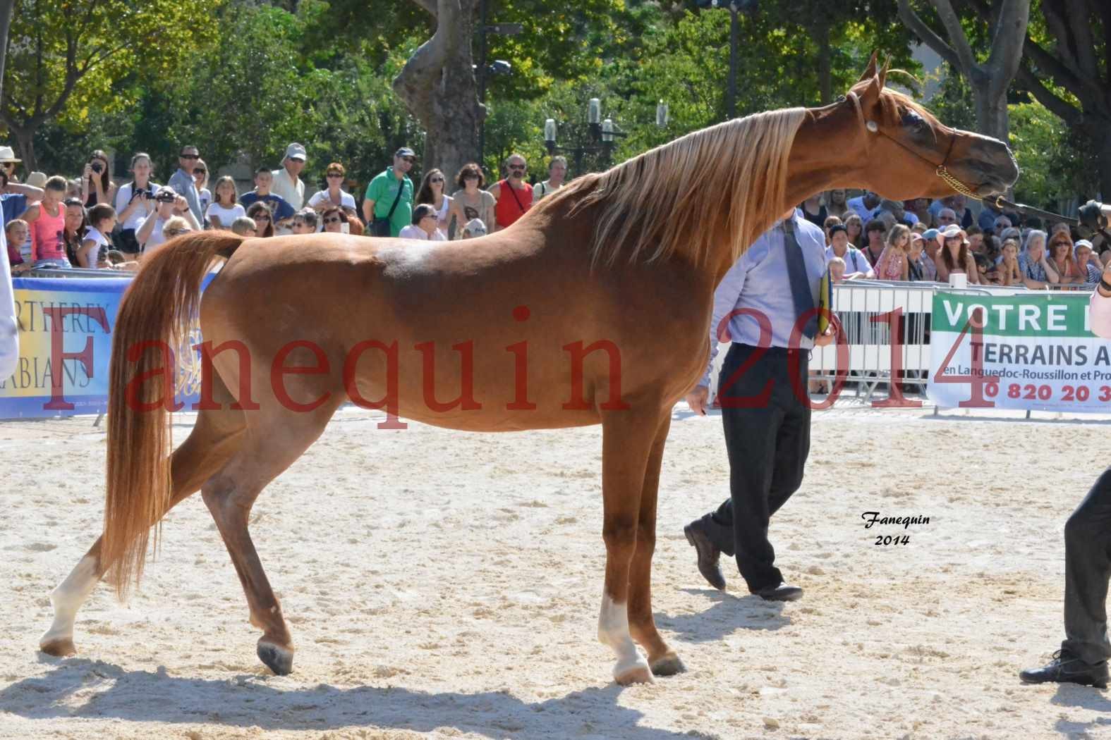 Concours National de Nîmes de chevaux ARABES 2014 - Notre Sélection - MASSAI DE BARREL - 04