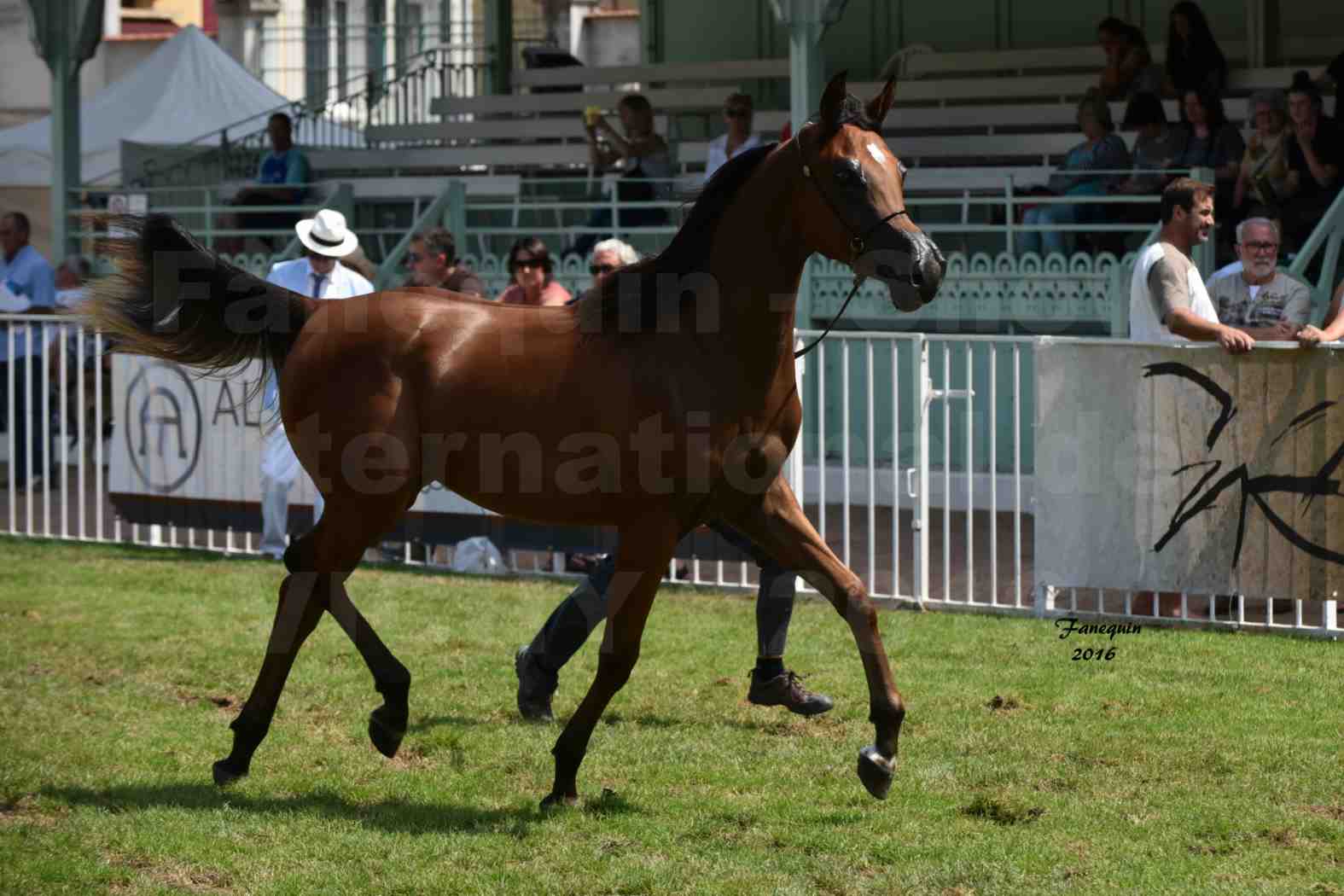 International Arabian Horse Show B de VICHY 2016 - ASRAR MS - Notre Sélection - 3