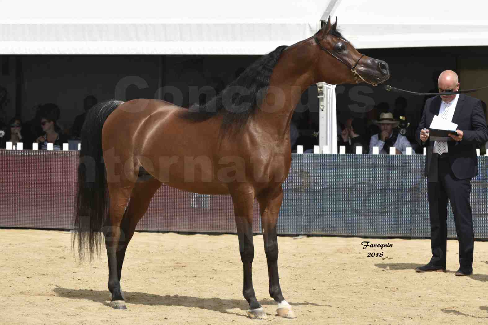 Championnat du pur-sang arabe de la Méditerranée et des pays arabes - MENTON 2016 - GALLARDO J - Notre Sélection - 7