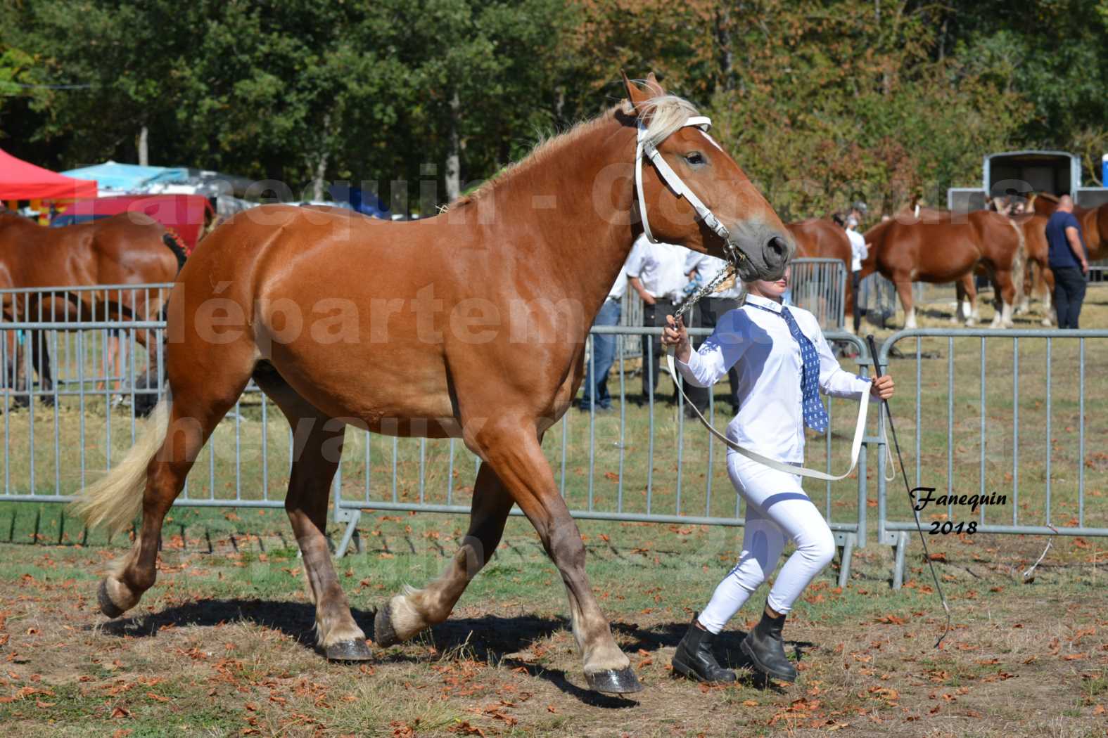 Concours départemental de chevaux de traits à GRAULHET en 2018 - Elevage POUJADE - Notre Sélection - 08