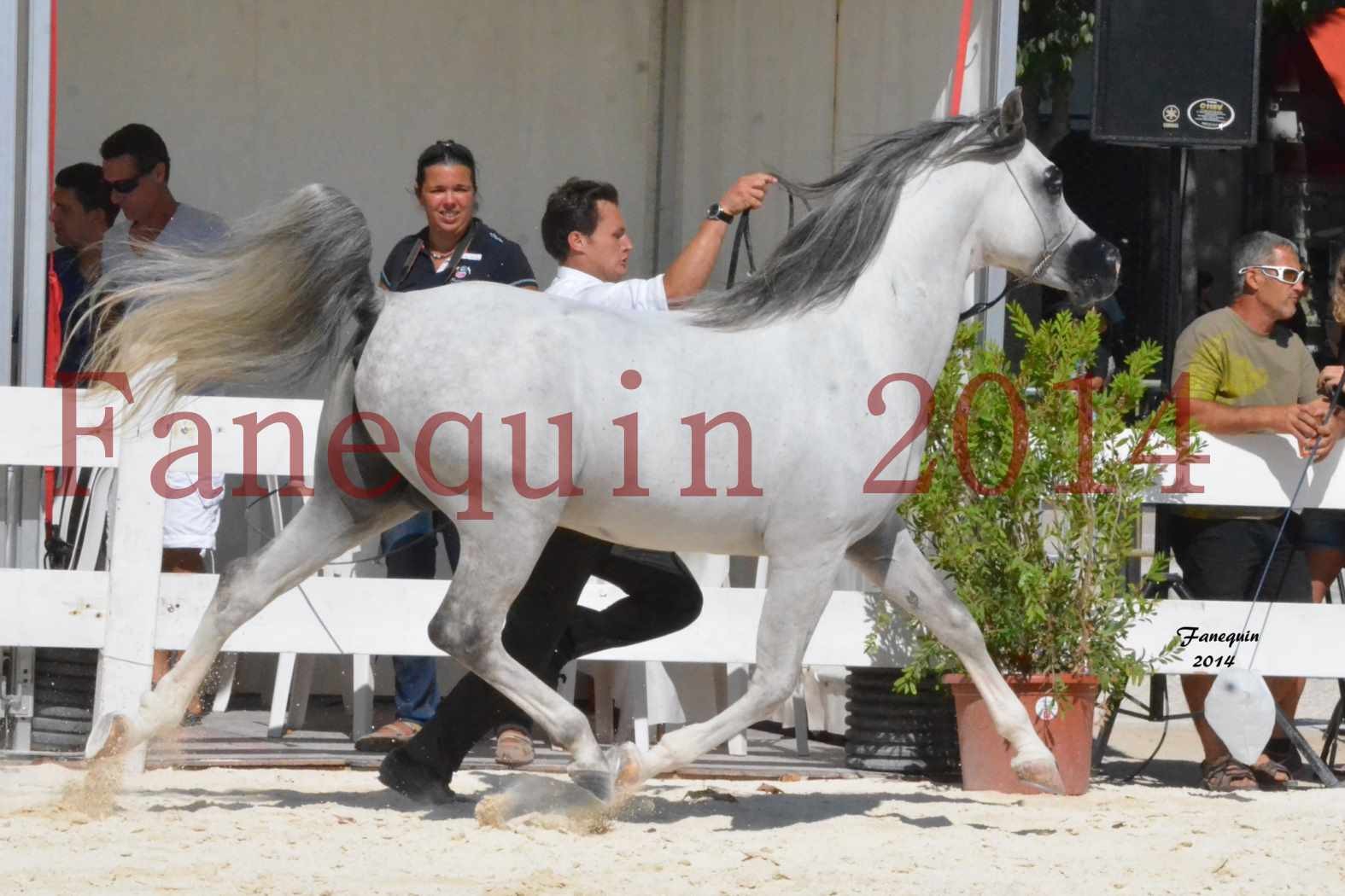 Concours National de Nîmes de chevaux ARABES 2014 - Notre Sélection - SHAOLIN DE NEDJAIA - 13