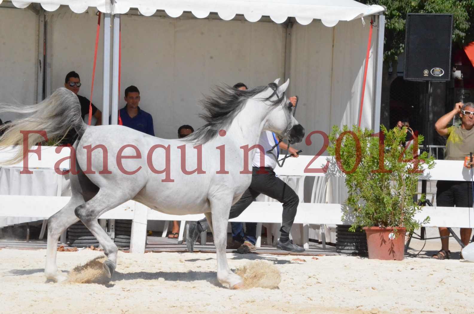 Concours National de Nîmes de chevaux ARABES 2014 - Sélection - SHAOLIN DE NEDJAIA - 23