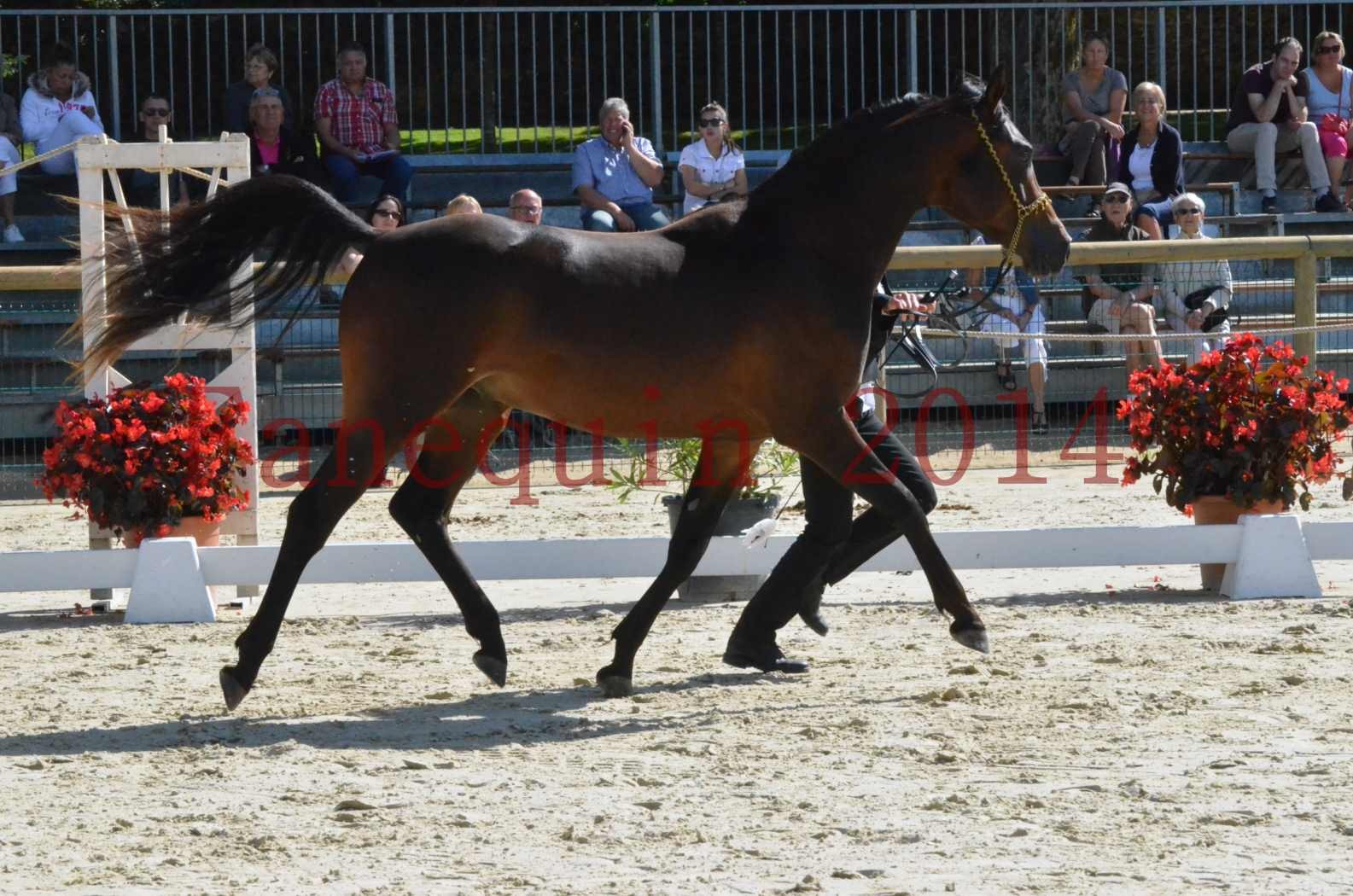 Championnat de FRANCE 2014 - Amateurs - JA KHALEB - 08