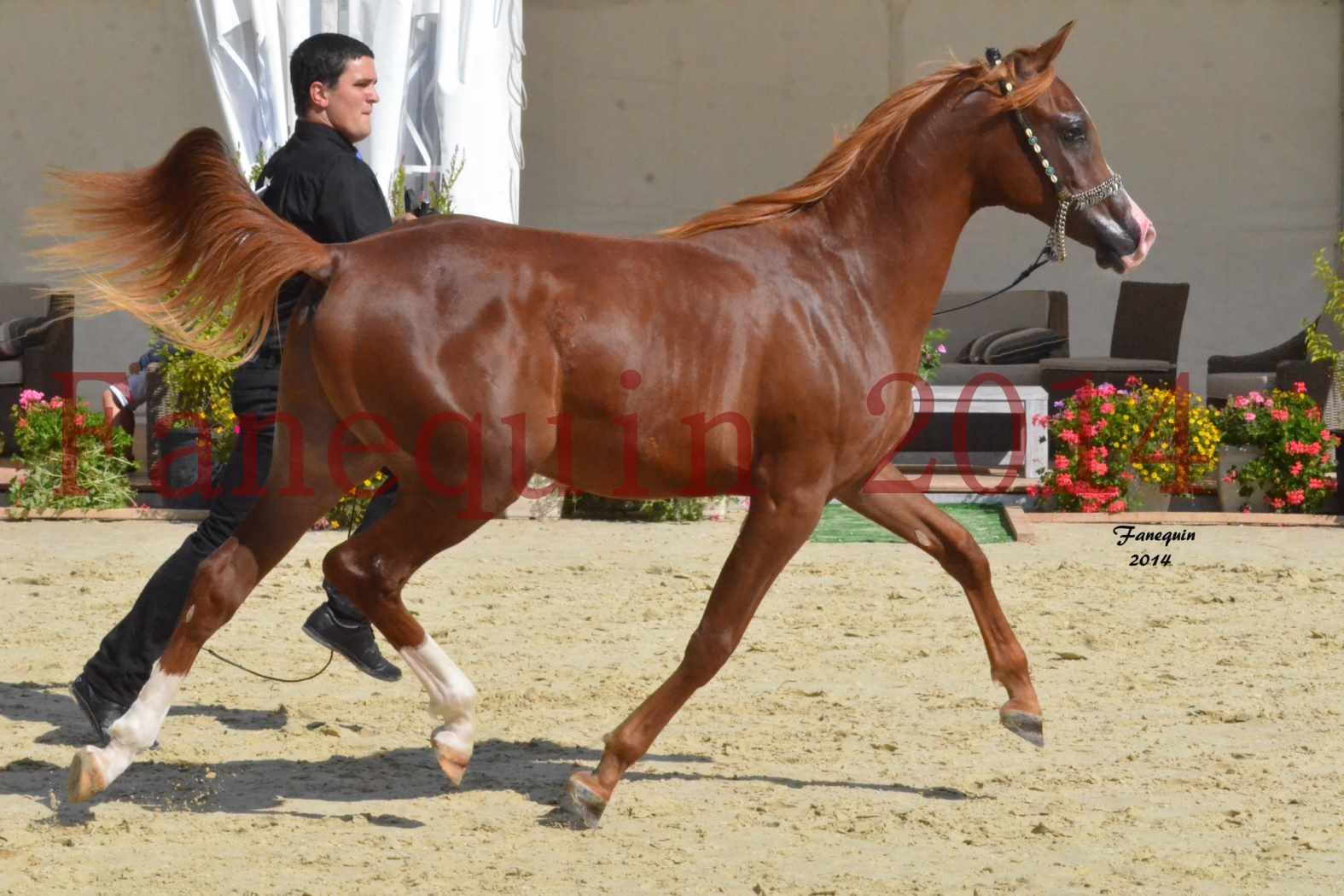 CHAMPIONNAT DE FRANCE 2014 A POMPADOUR - concours Amateur - ANTARCTIC DES AUBUS - 07