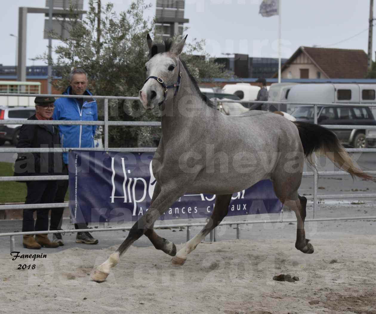 Concours d'élevage de Chevaux Arabes - D. S. A. - A. A. - ALBI les 6 & 7 Avril 2018 - FESIHAMKA ARTAGNAN - Notre Sélection - 7