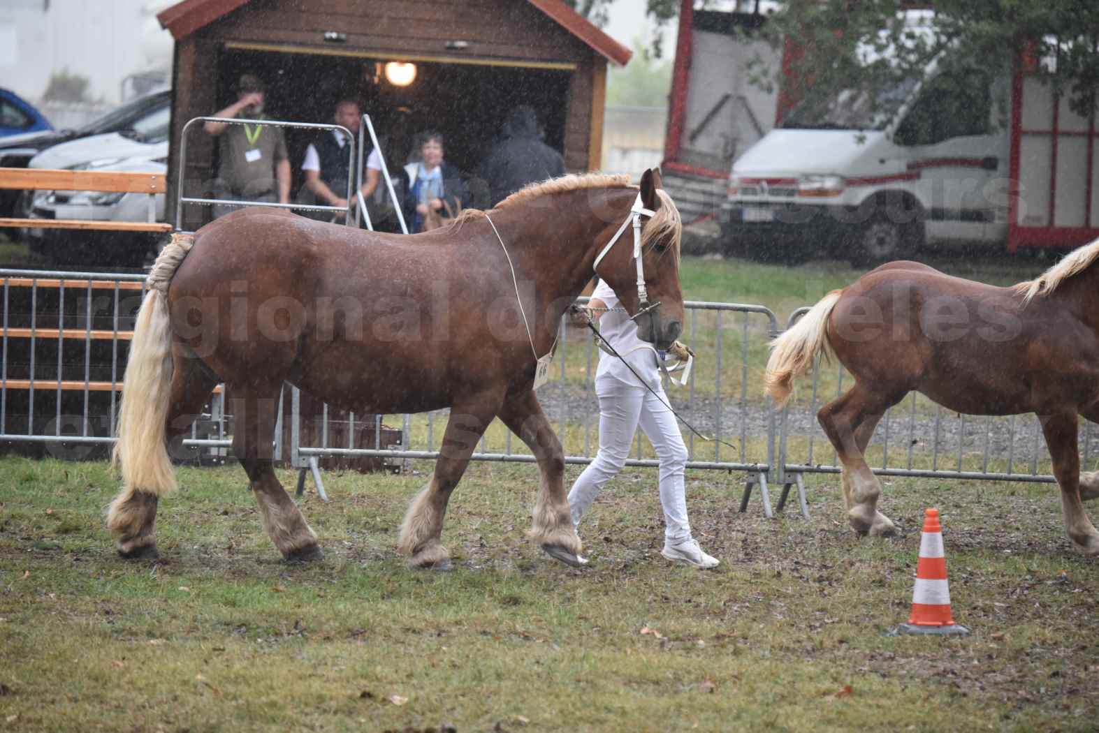 Concours Régional de chevaux de traits en 2017 - Trait COMTOIS - Jument suitée - ROXIE 7 - 10