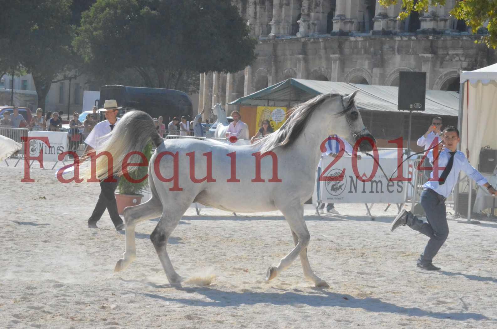 Concours National de Nîmes de chevaux ARABES 2014 - Championnat - SHAOLIN DE NEDJAIA - 09