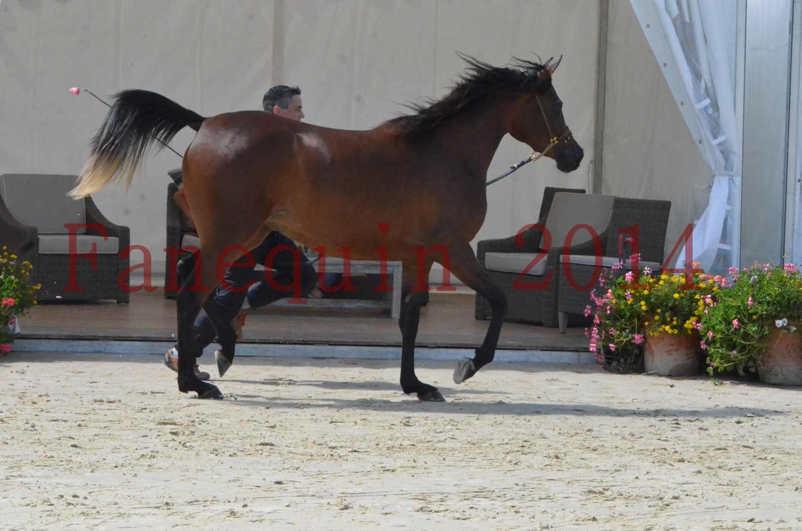 Championnat de FRANCE 2014 - Amateurs - KAL'ELLE D'ELHORIA - 55