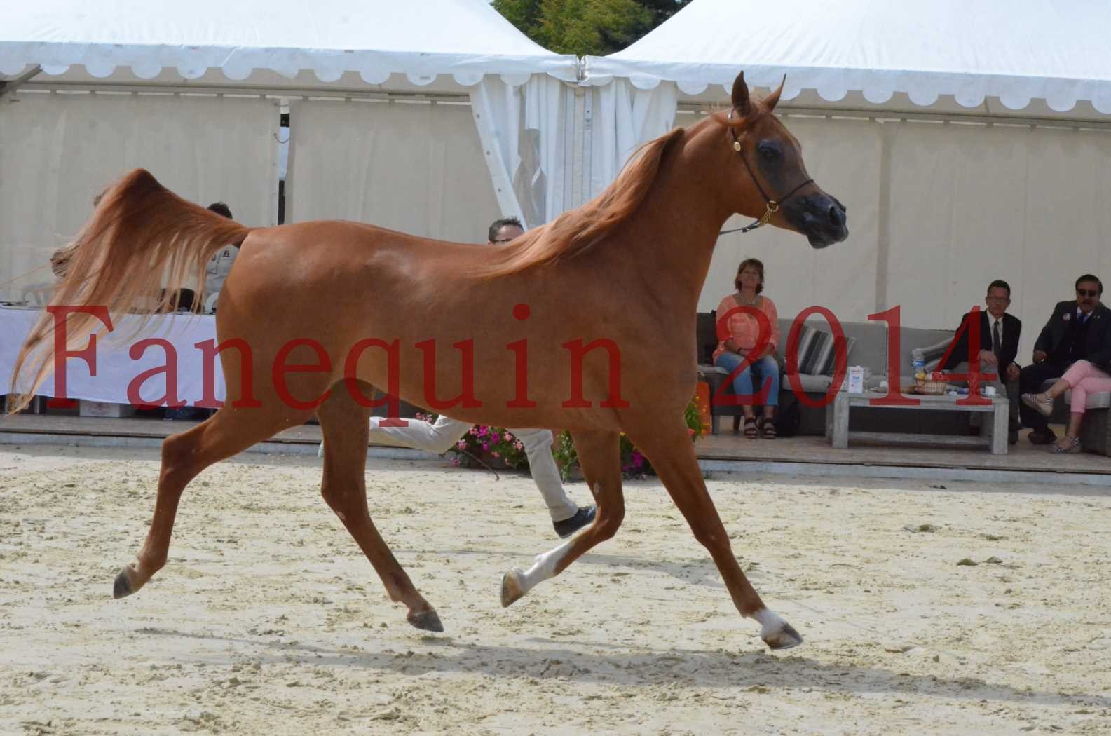 ﻿CHAMPIONNAT DE FRANCE 2014 A POMPADOUR - Championnat - LUTFINAH JA - 12