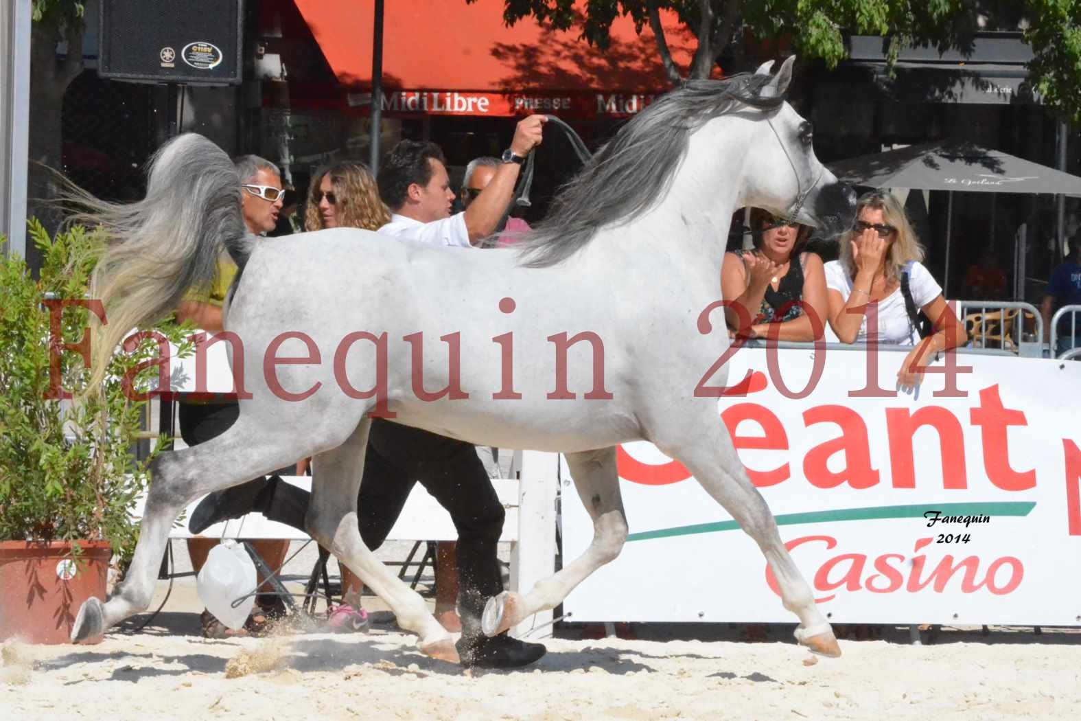 Concours National de Nîmes de chevaux ARABES 2014 - Notre Sélection - SHAOLIN DE NEDJAIA - 14