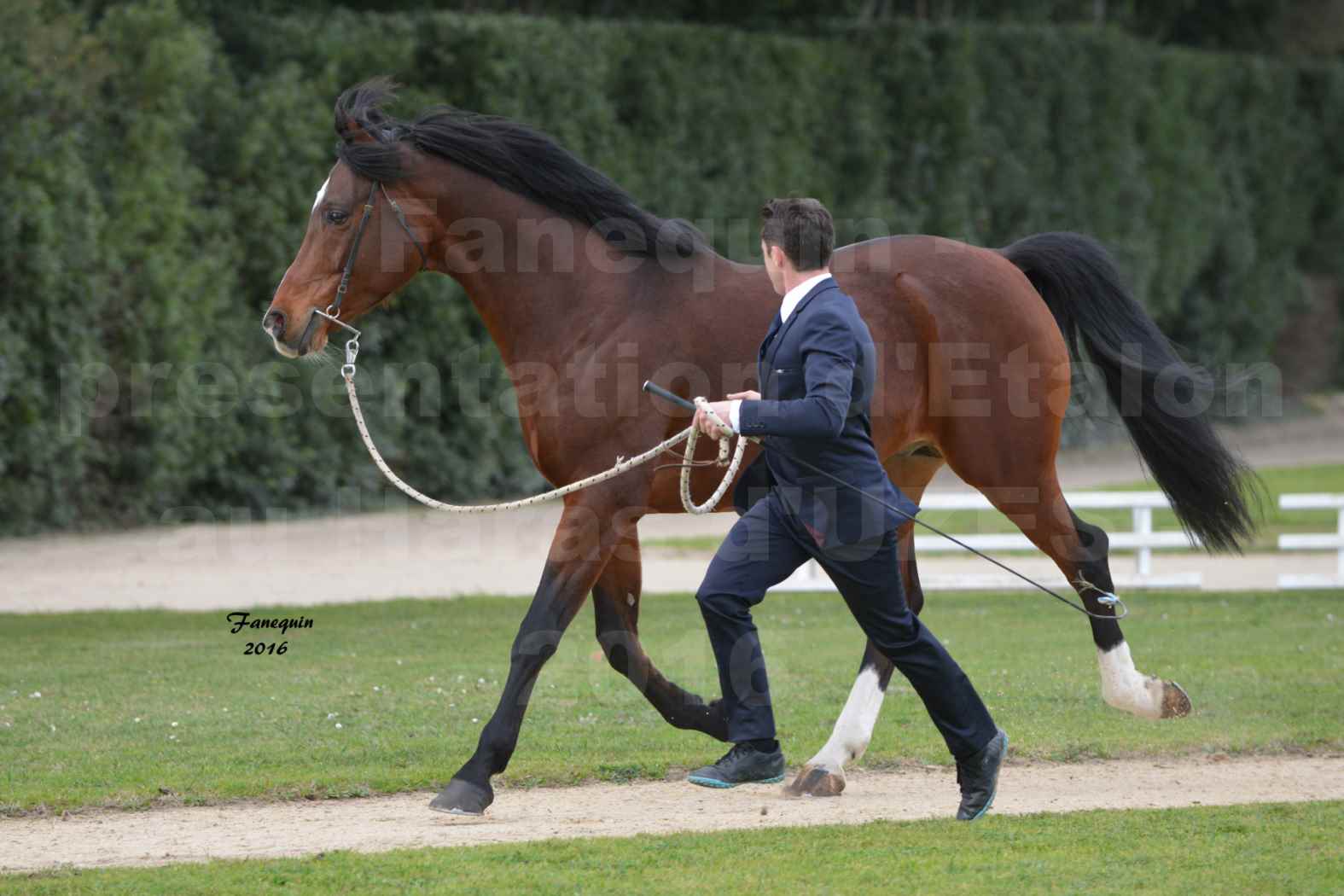 Présentation d’Étalons aux Haras d'UZES en 2016 - Présentation en longe - BORMANE DE MUREL - 2