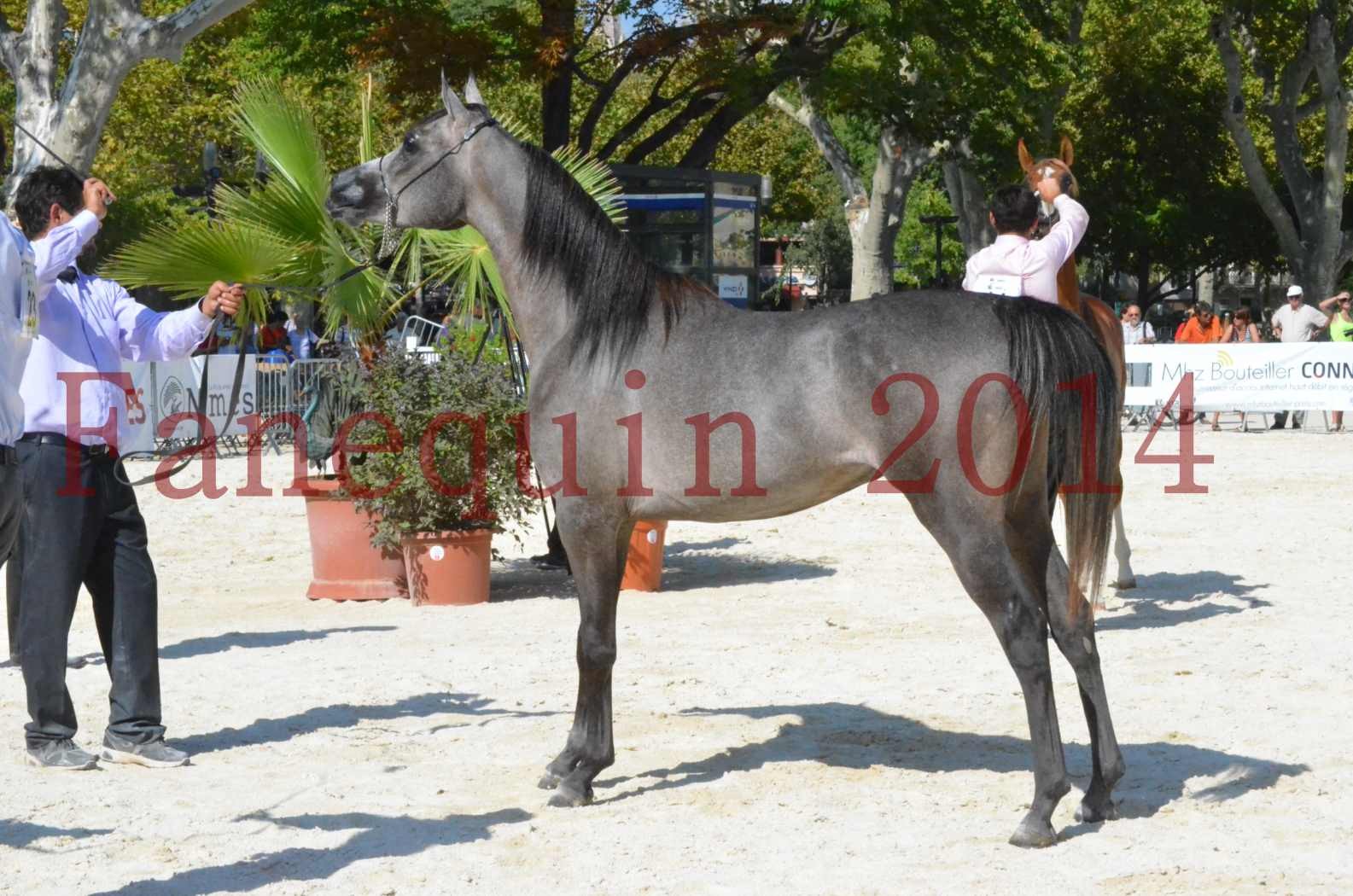 Concours National de Nîmes de chevaux ARABES 2014 - Championnat - JOSEPH'S BOUZIOLS - C 20