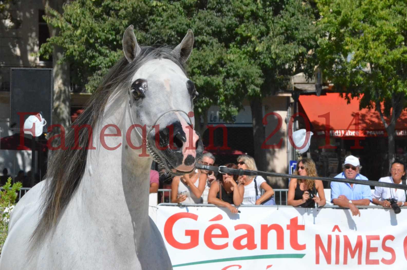 Concours National de Nîmes de chevaux ARABES 2014 - Sélection - SHAOLIN DE NEDJAIA - 14