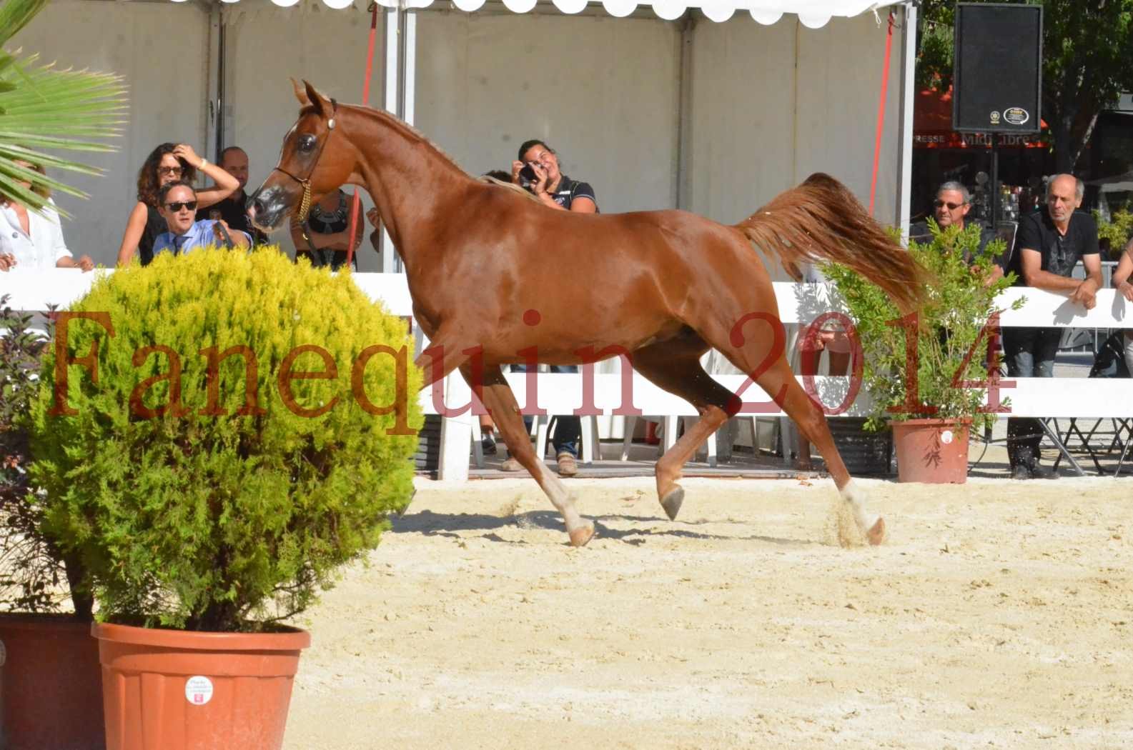 Concours National de Nîmes de chevaux ARABES 2014 - Championnat - MASSAI DE BARREL - 57