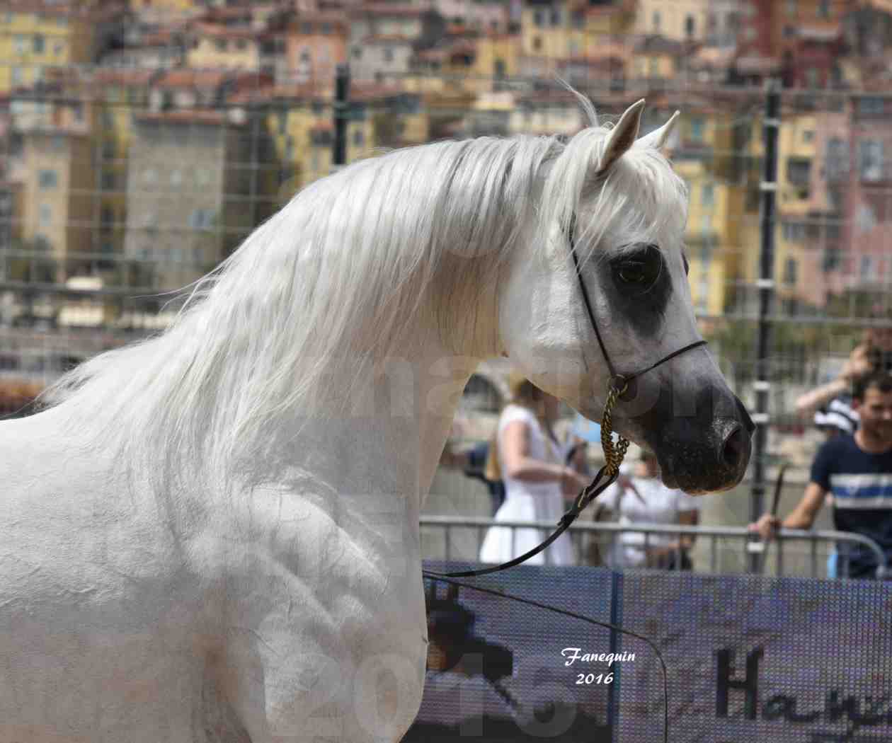 Championnat du Pur Sang Arabe de la Méditerranée et des pays Arabes - MENTON 2016 - RASWAN DE GARGASSAN - Notre Sélection - Portraits - 5