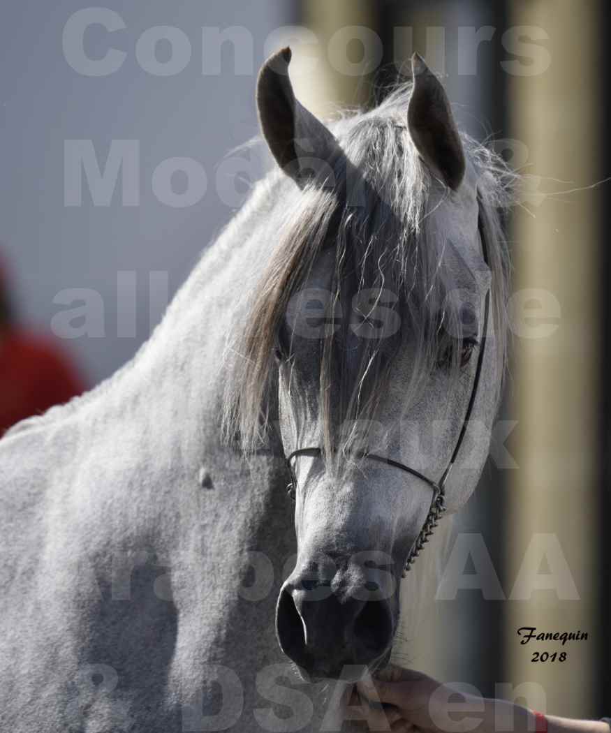 Concours d'élevage de Chevaux Arabes - Demi Sang Arabes - Anglo Arabes - ALBI les 6 & 7 Avril 2018 - SHAKEEL DE LAFON - Notre Sélection - Portraits - 2