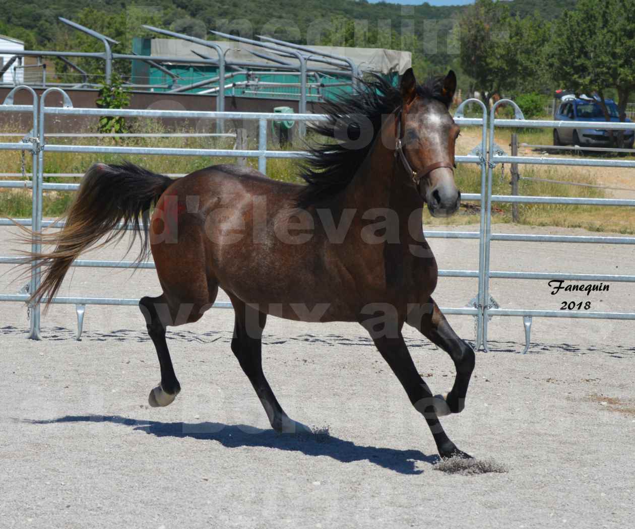 Concours d'Elevage de chevaux Arabes  le 27 juin 2018 à la BOISSIERE - DORKKAN DE FIGNOLS - 09