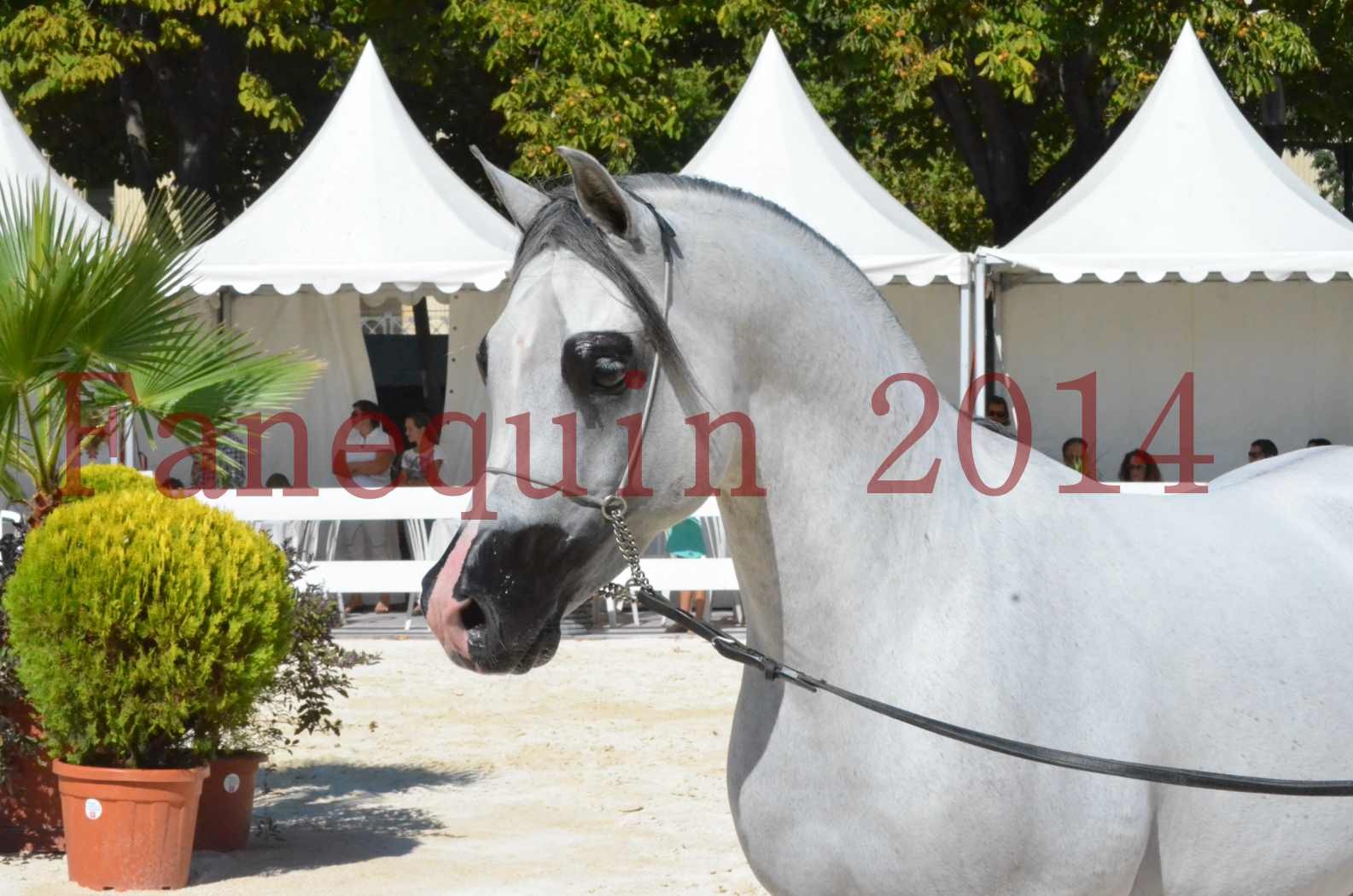 Concours National de Nîmes de chevaux ARABES 2014 - Sélection - SHAOLIN DE NEDJAIA - 15